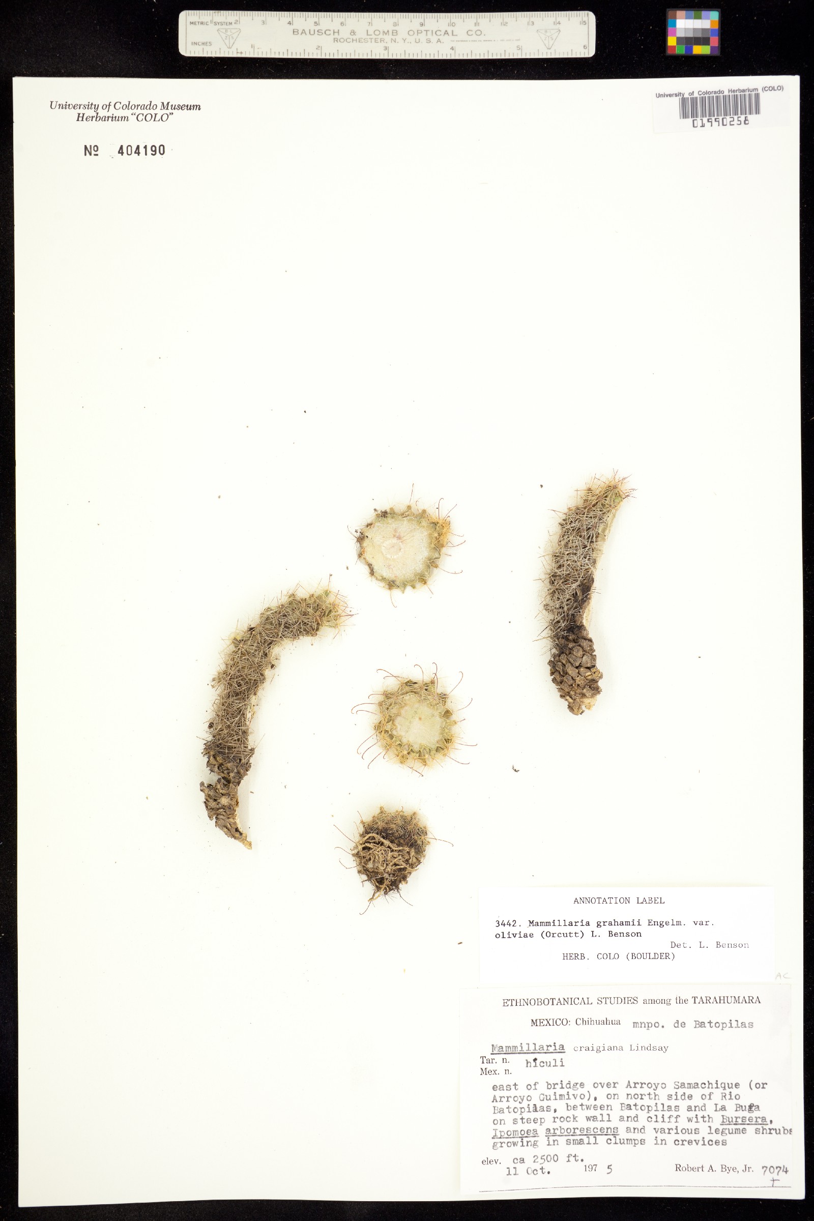 Mammillaria grahamii image