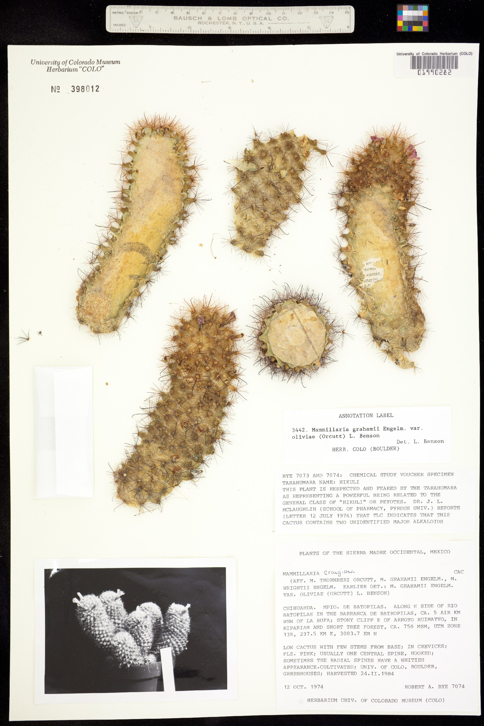 Mammillaria grahamii image