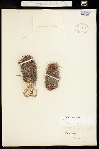 Image of Mammillaria swinglei