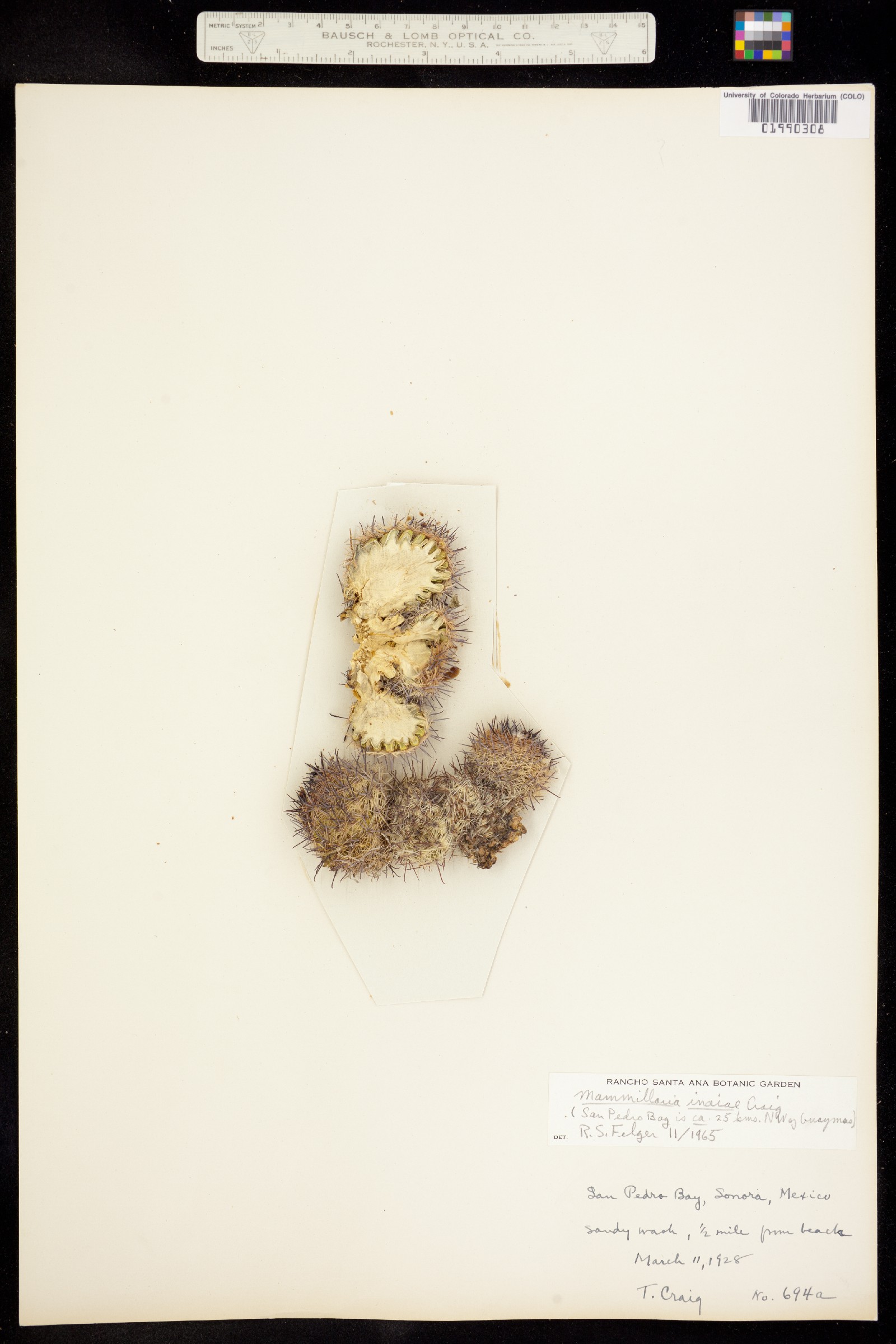 Mammillaria image