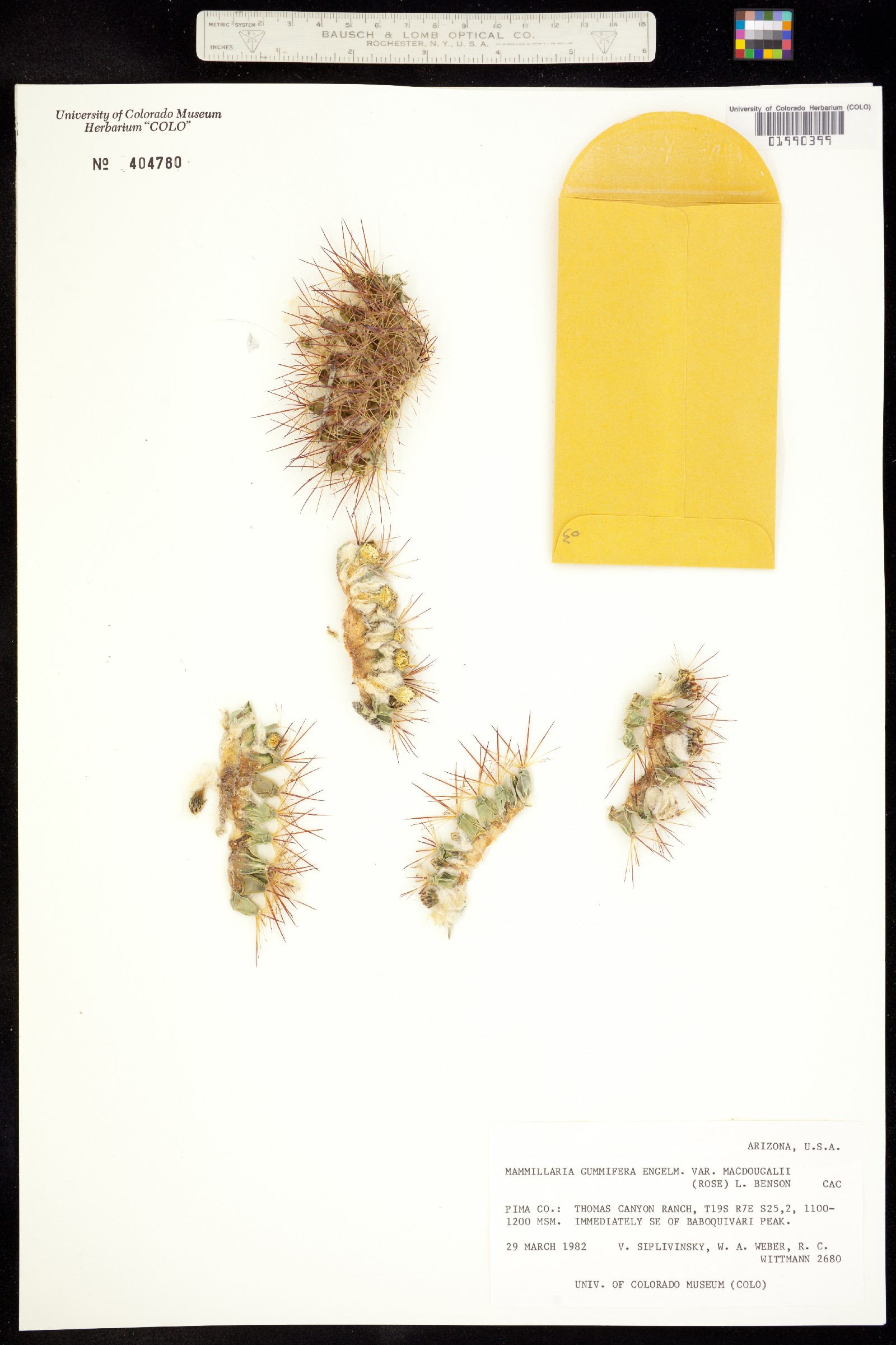 Mammillaria heyderi image