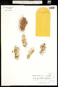 Image of Mammillaria gummifera
