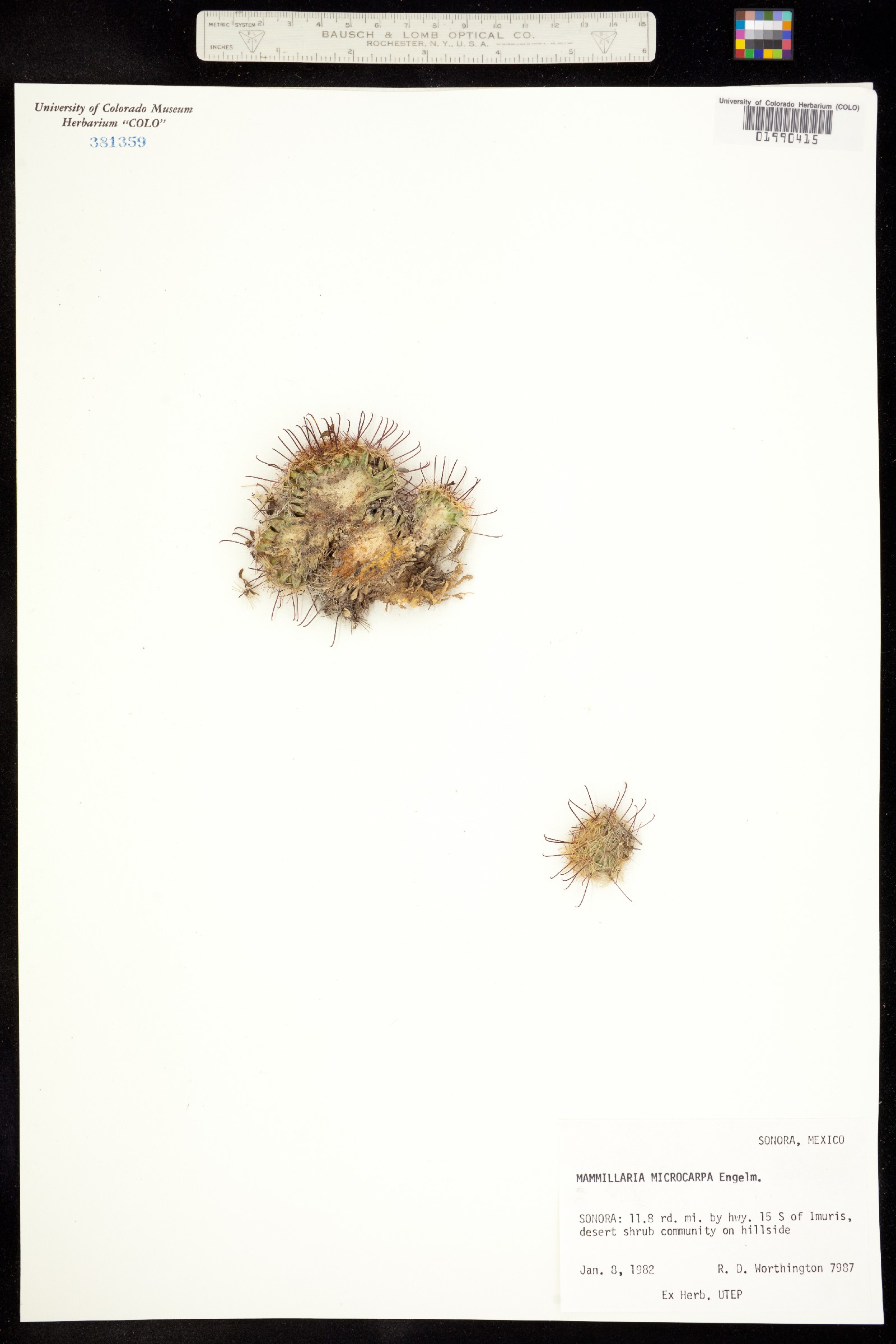 Mammillaria image