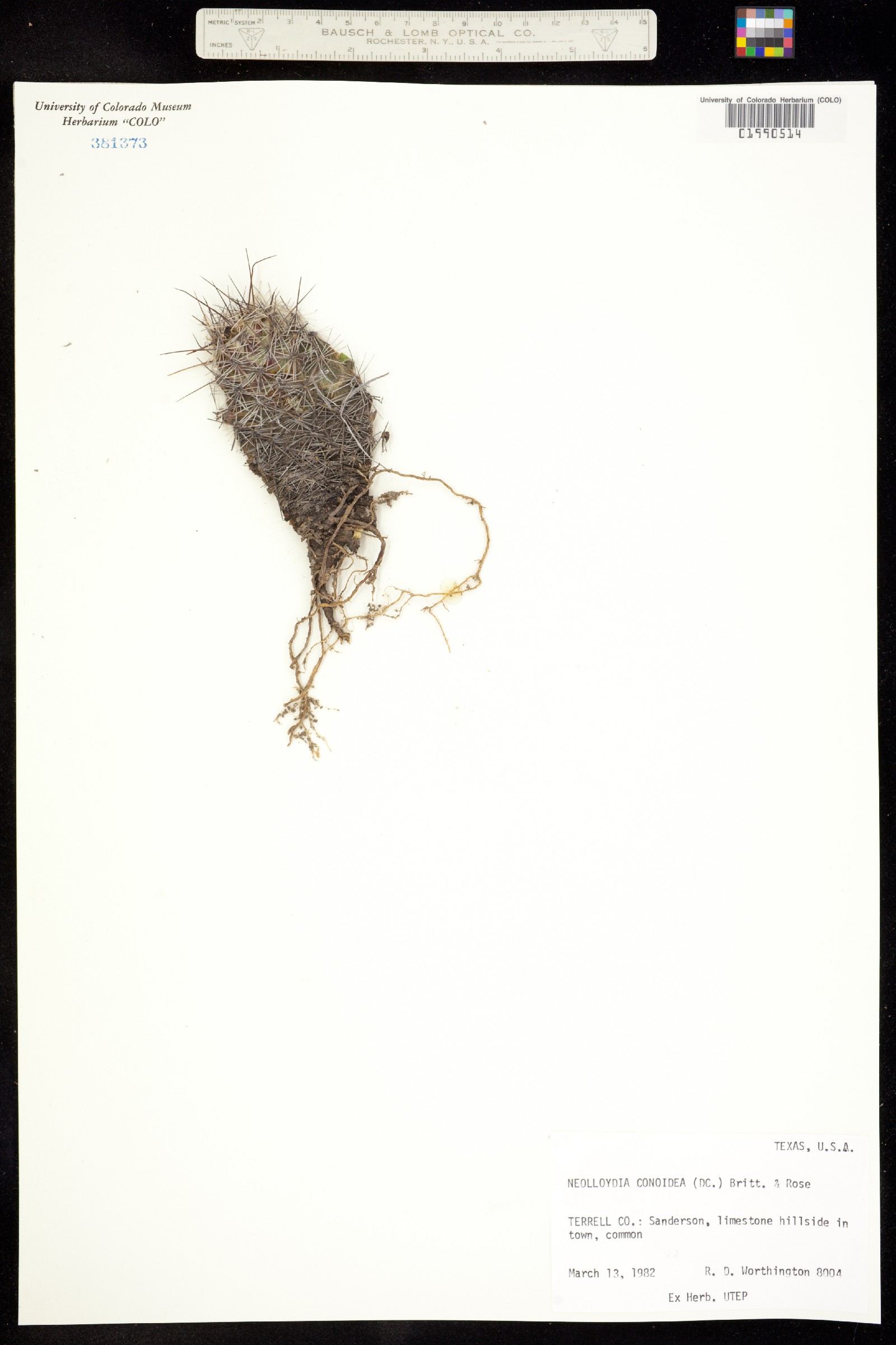 Neolloydia conoidea image