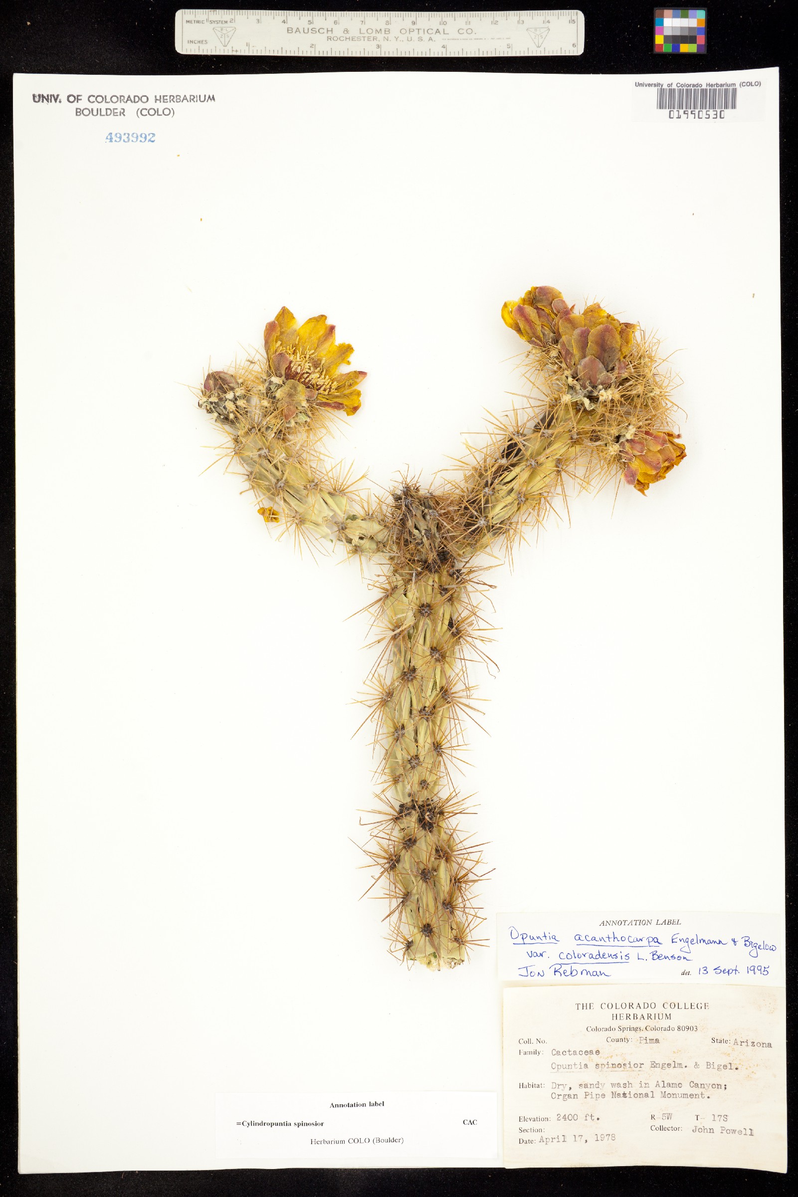 Cylindropuntia acanthocarpa ssp. coloradensis image