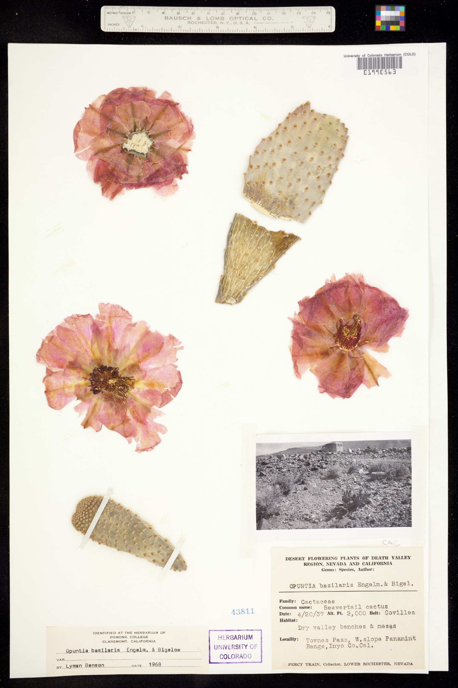 Opuntia basilaris image