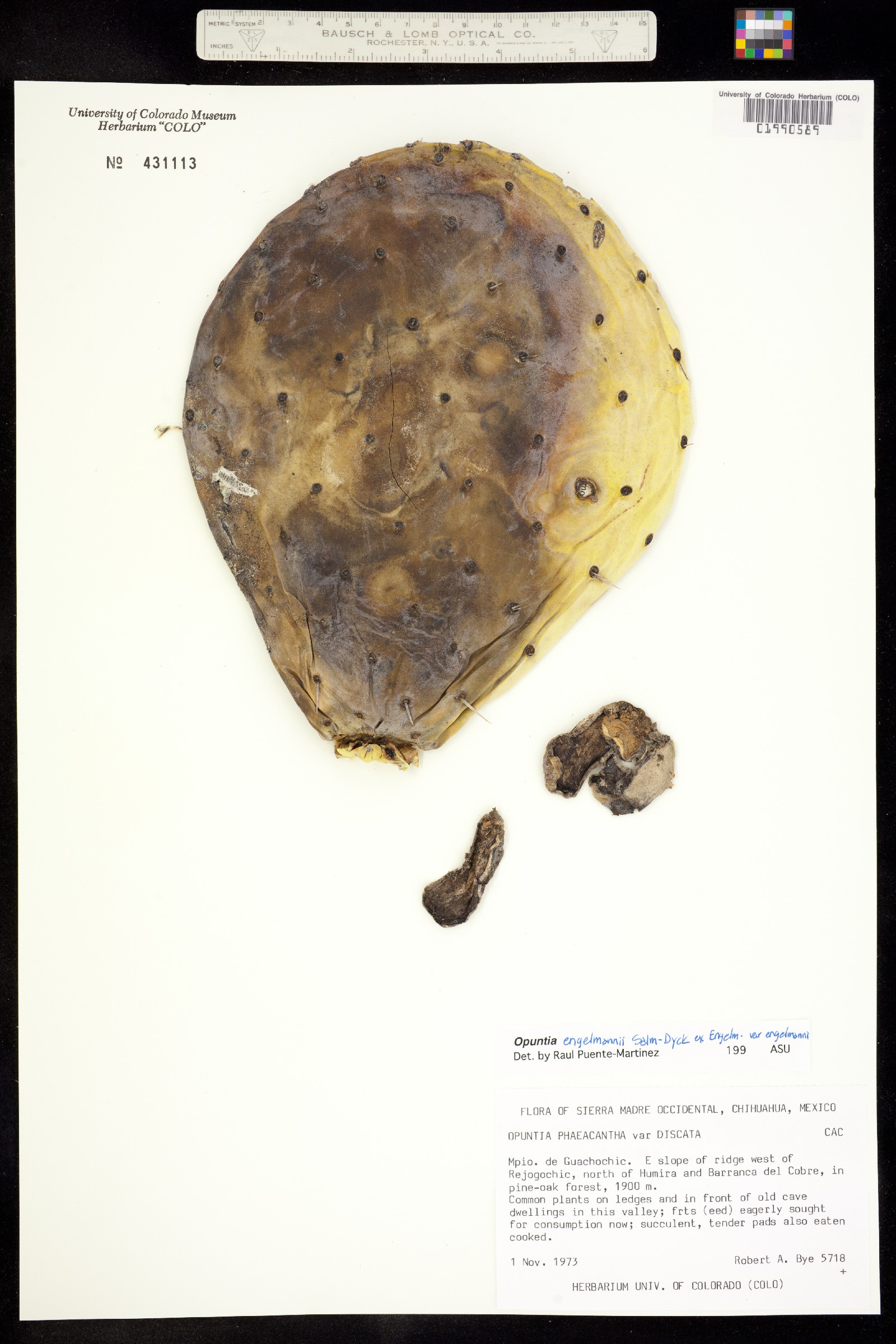 Opuntia image