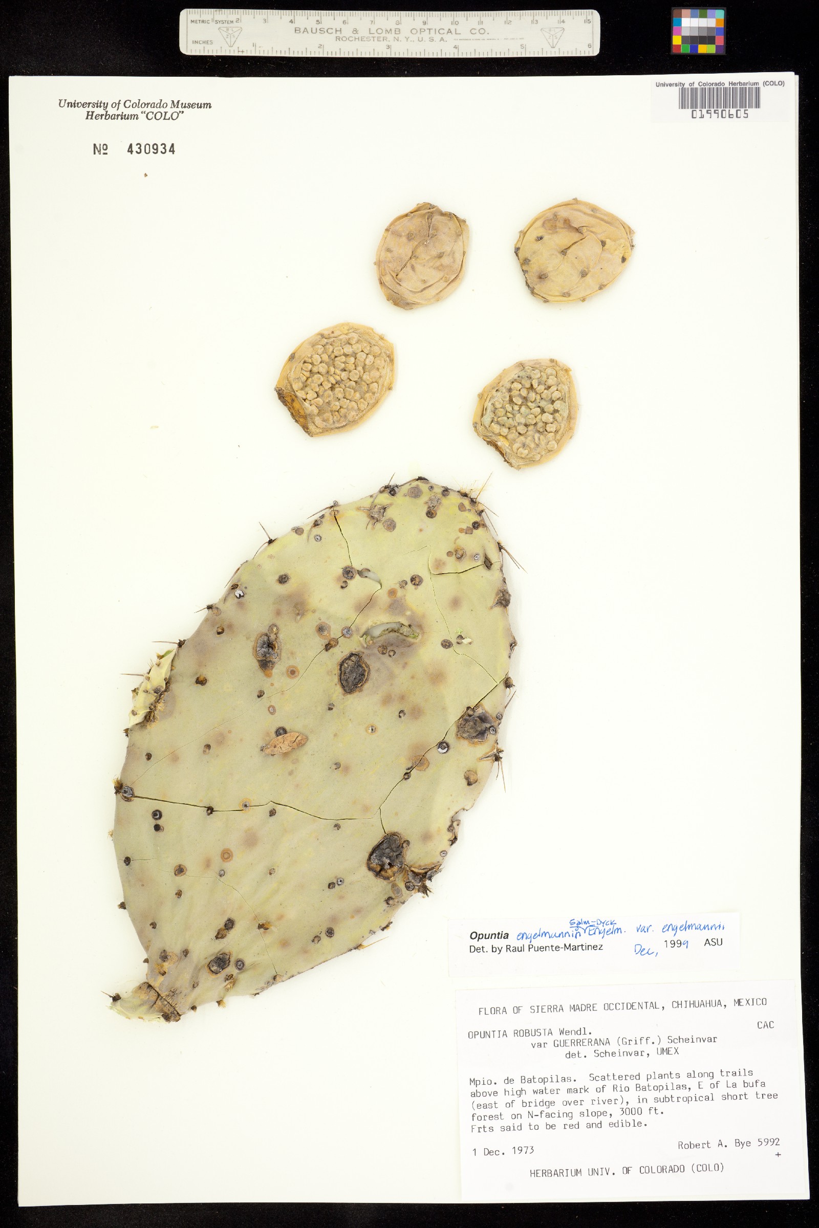 Opuntia engelmannii var. engelmannii image
