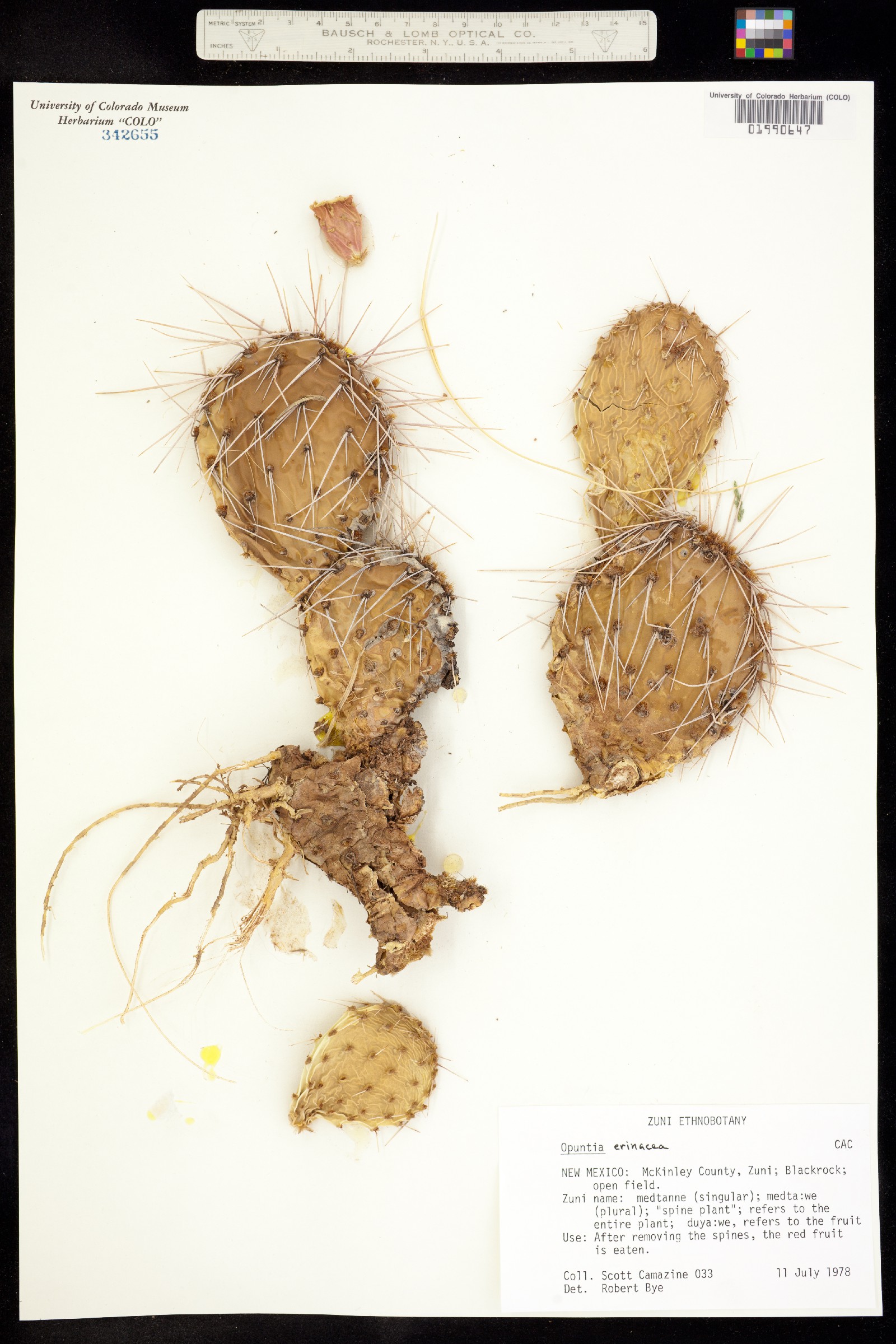 Opuntia polyacantha var. erinacea image