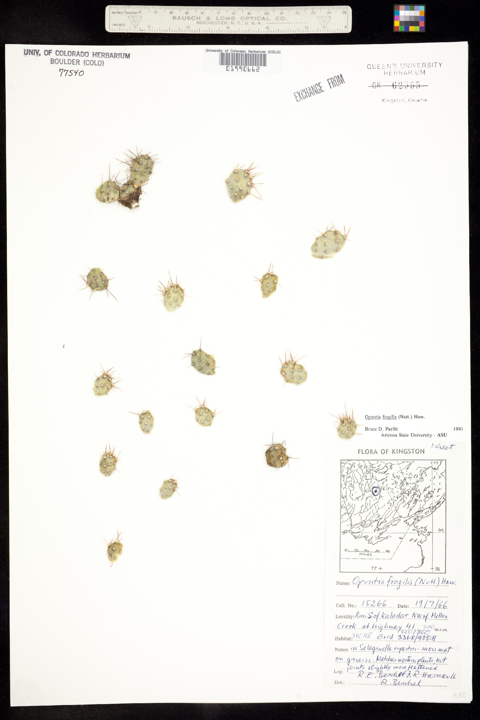 Opuntia fragilis image
