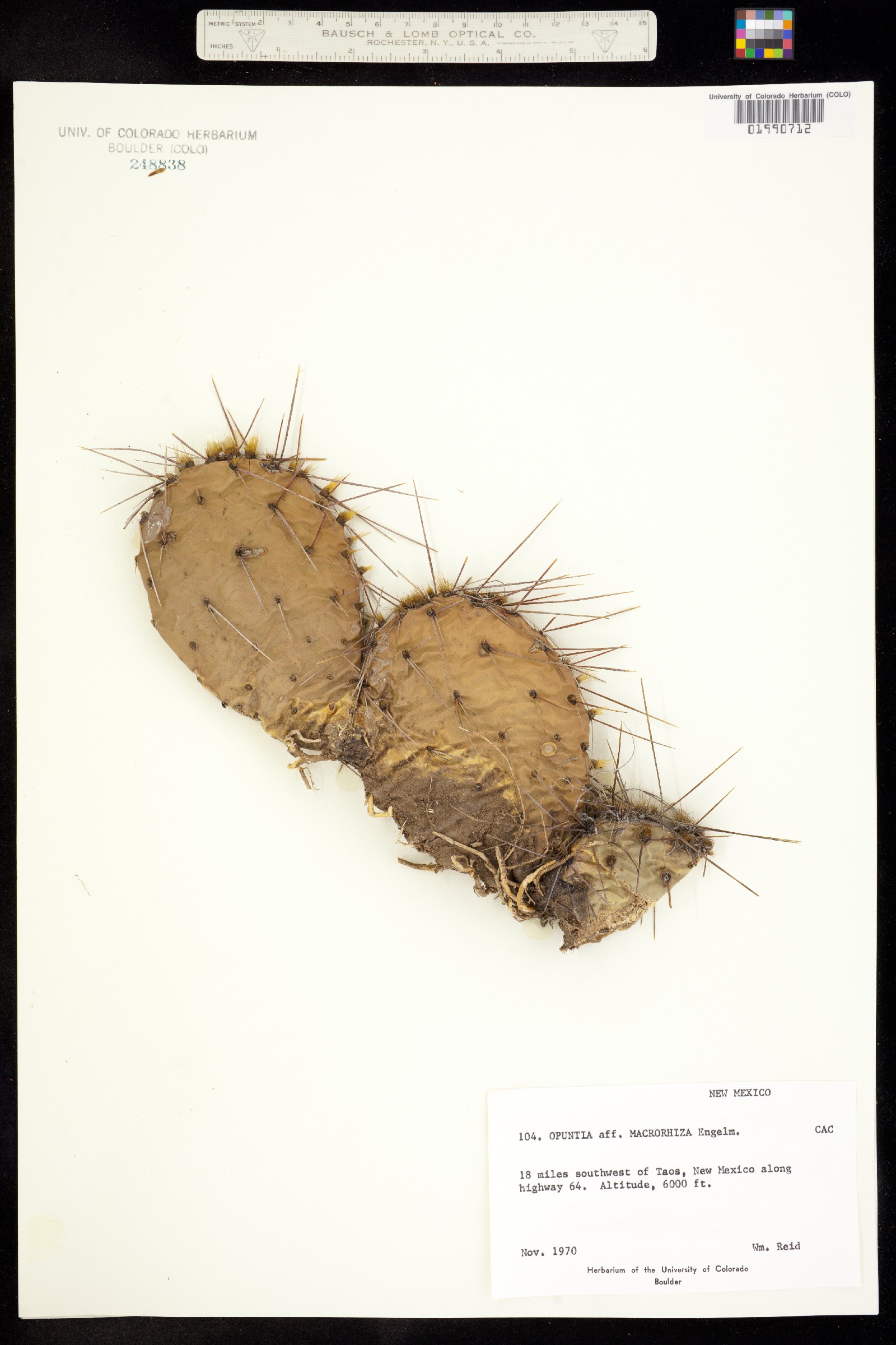 Opuntia macrorhiza image