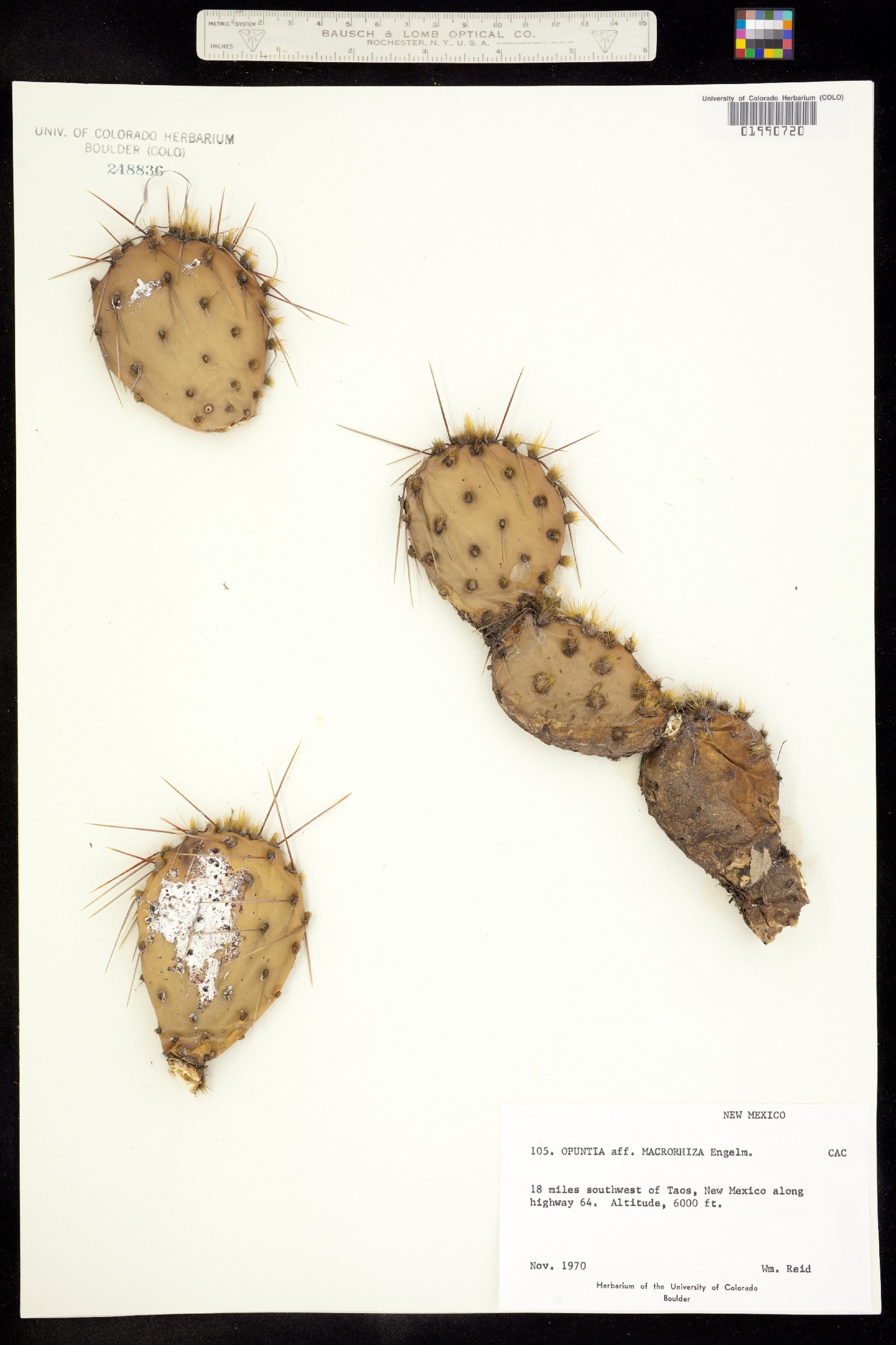 Opuntia macrorhiza image