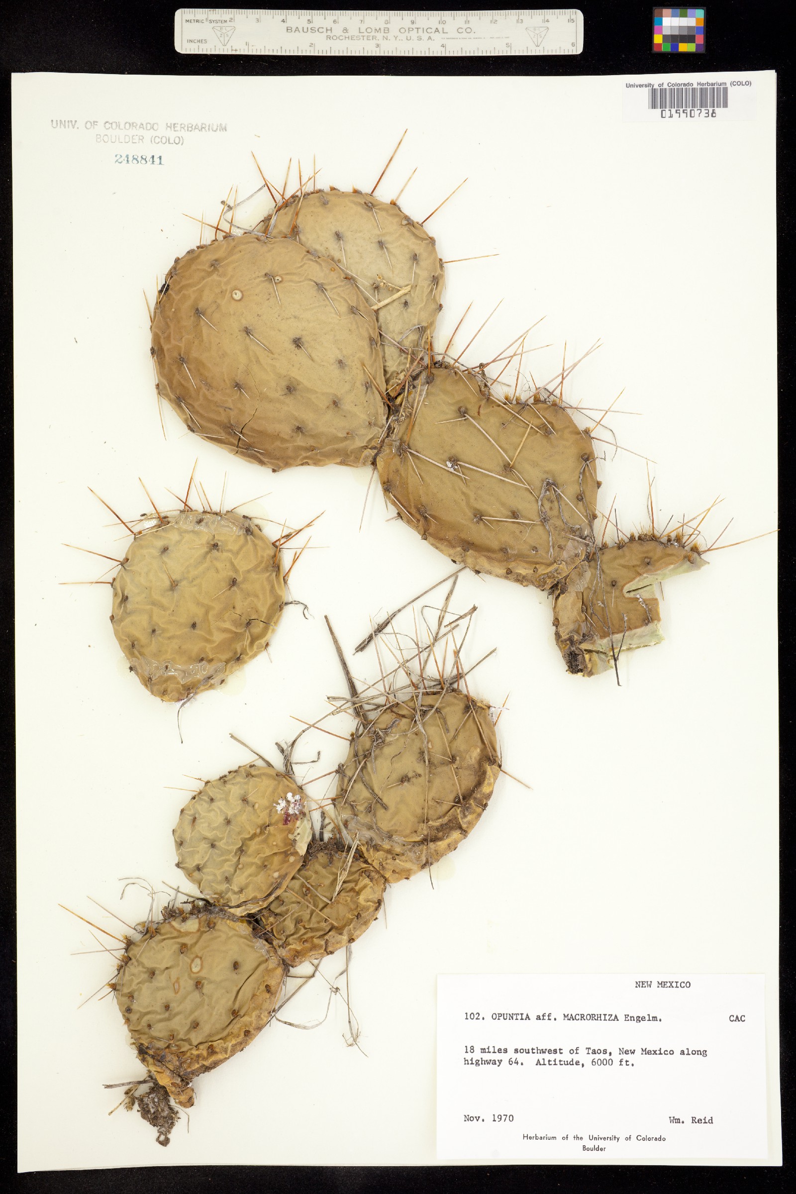 Opuntia macrorhiza image
