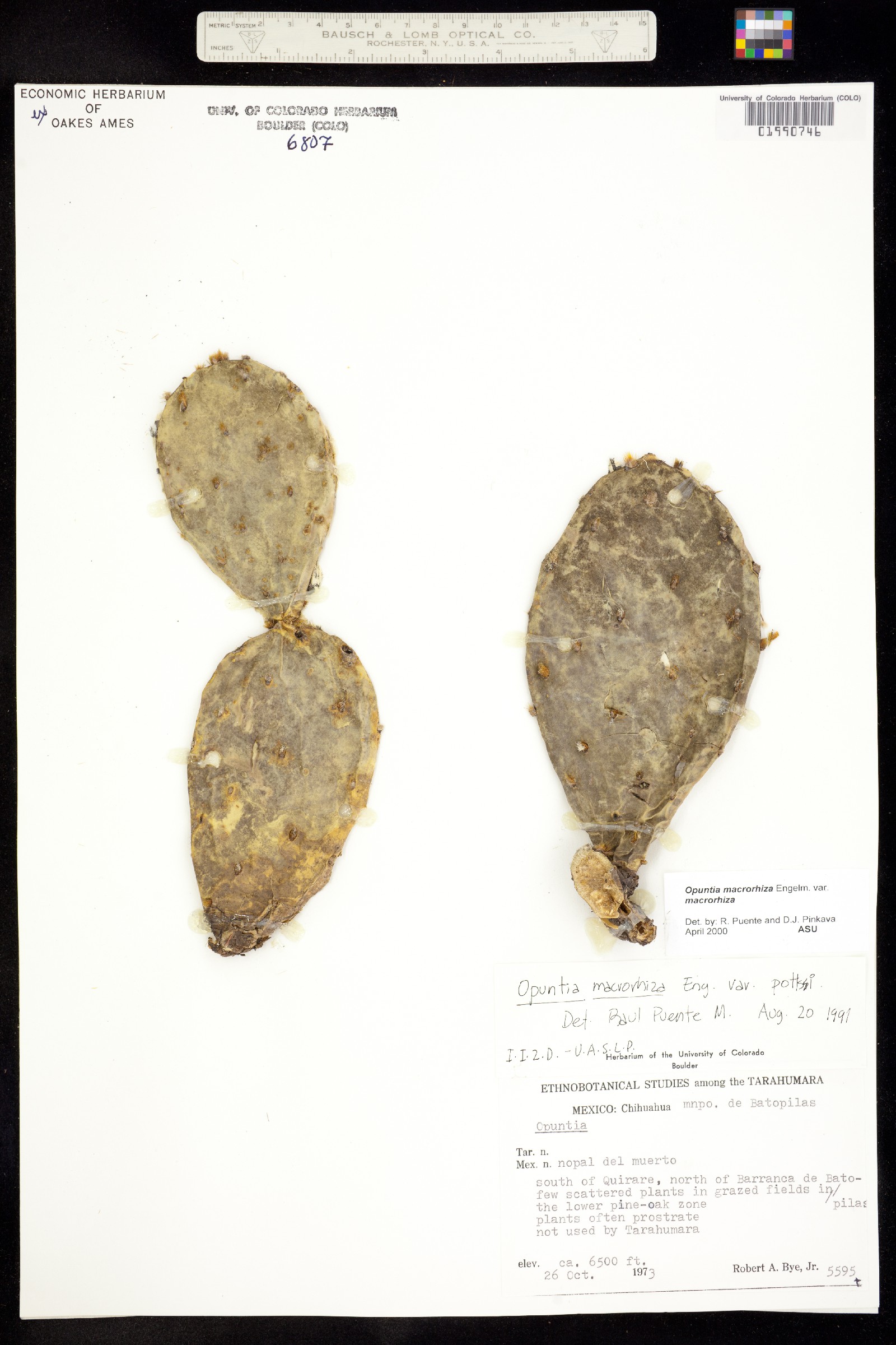 Opuntia macrorhiza image