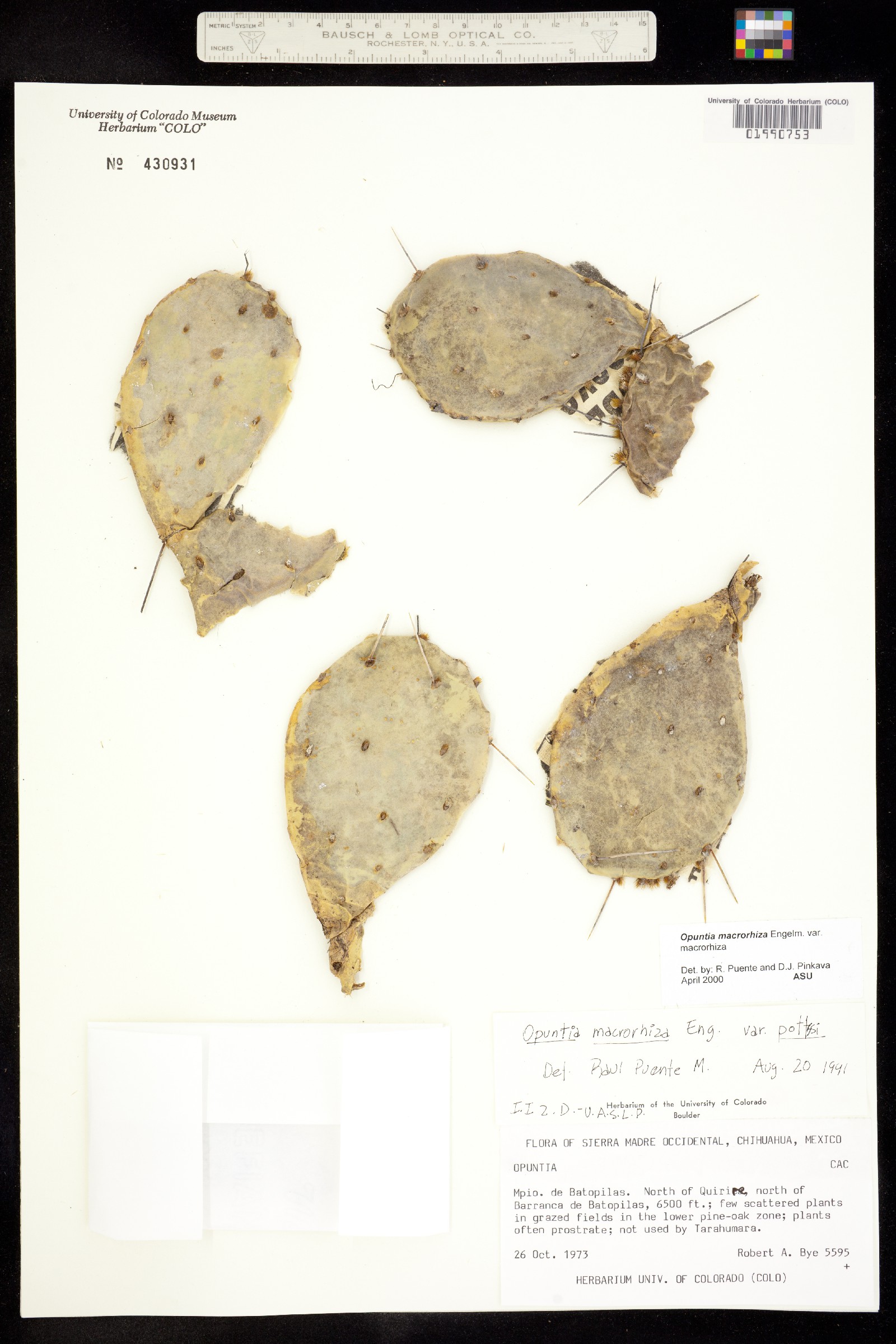 Opuntia macrorhiza image