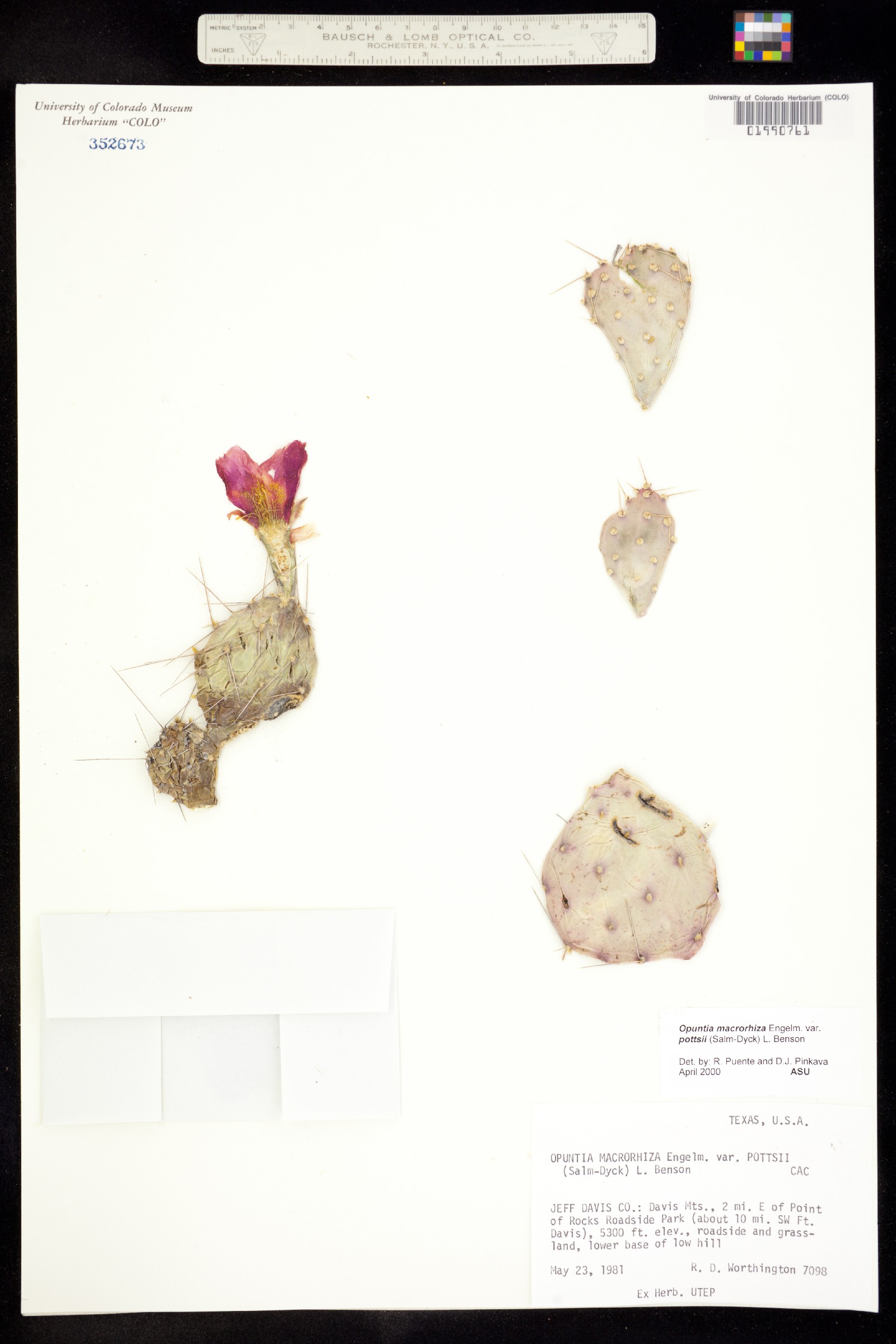 Opuntia macrorhiza image