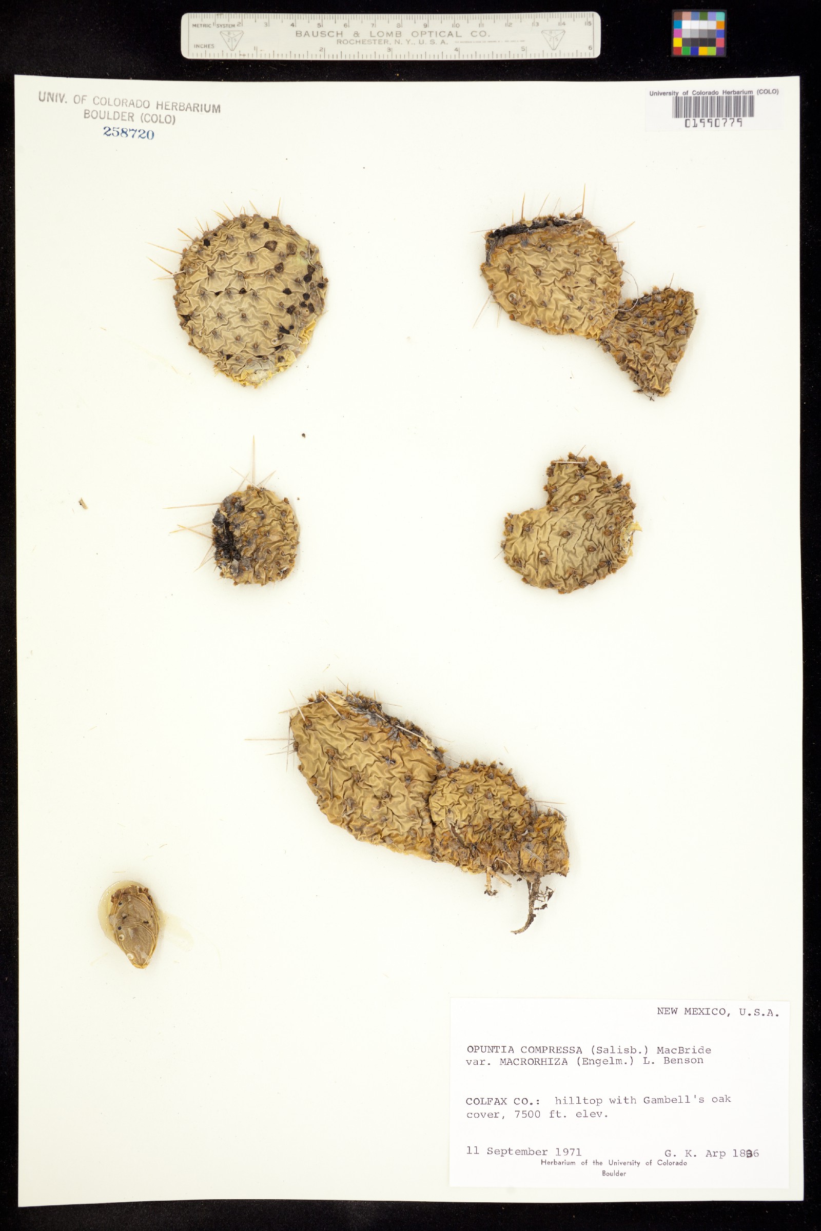 Opuntia macrorhiza image