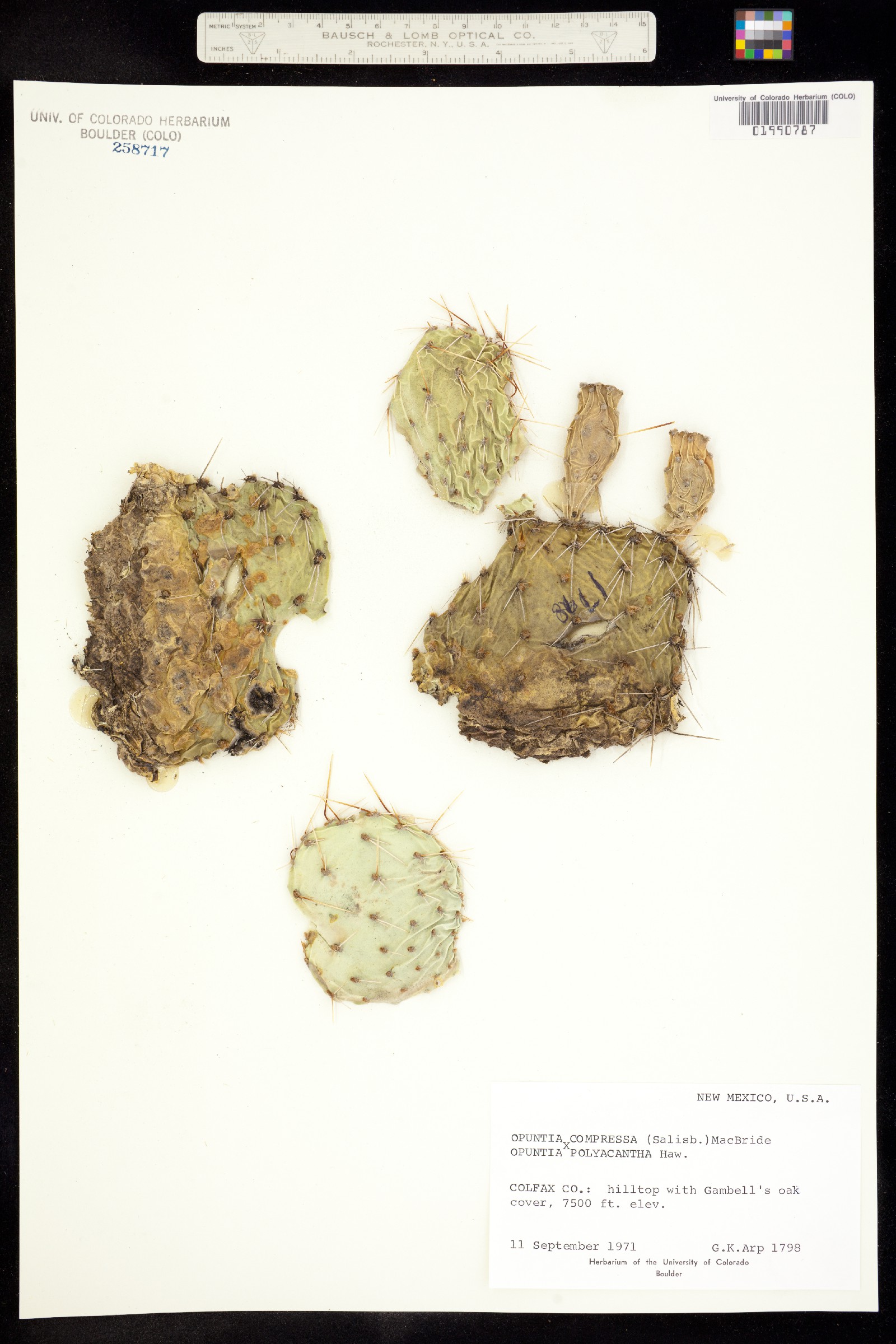 Opuntia macrorhiza image