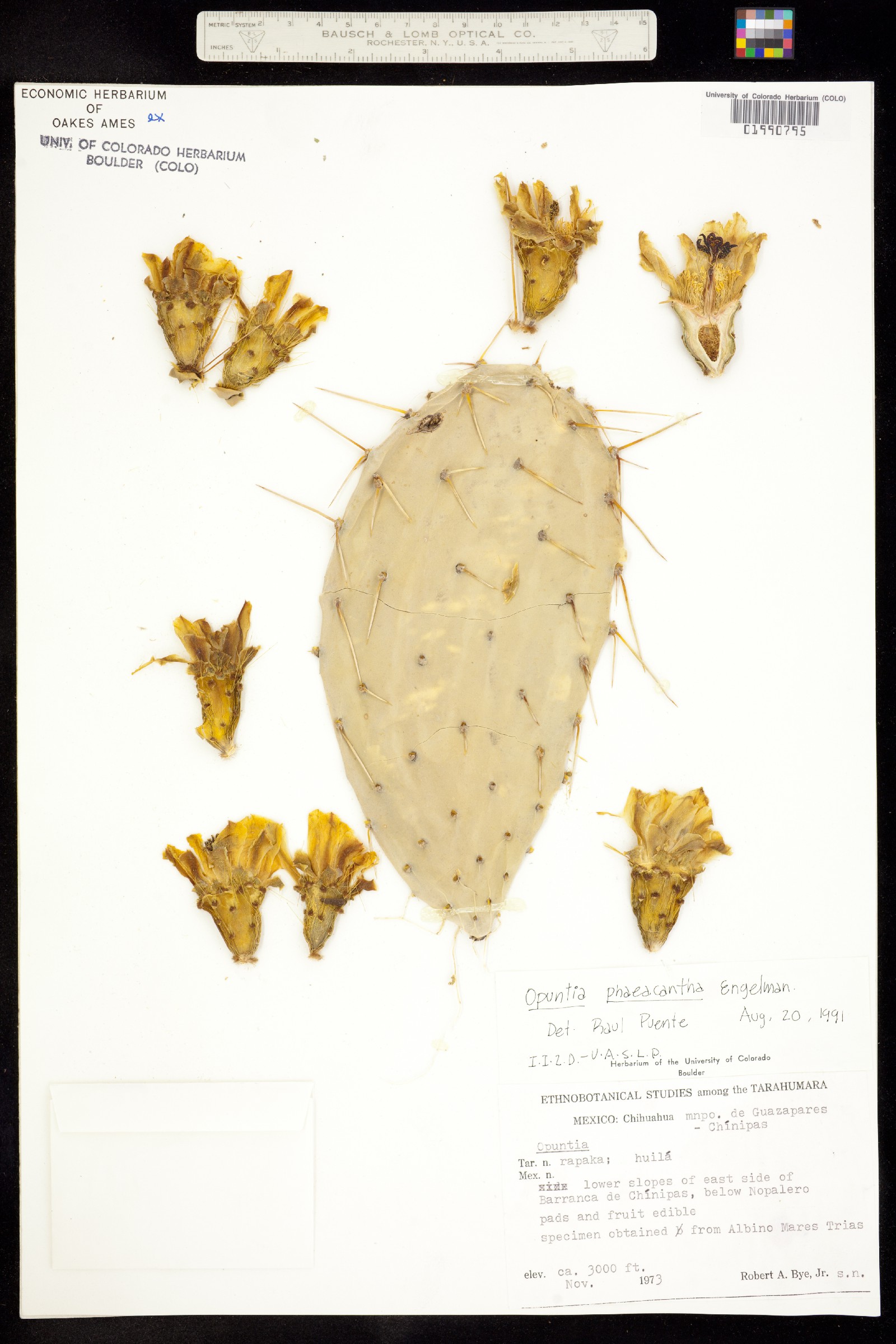 Opuntia phaeacantha image