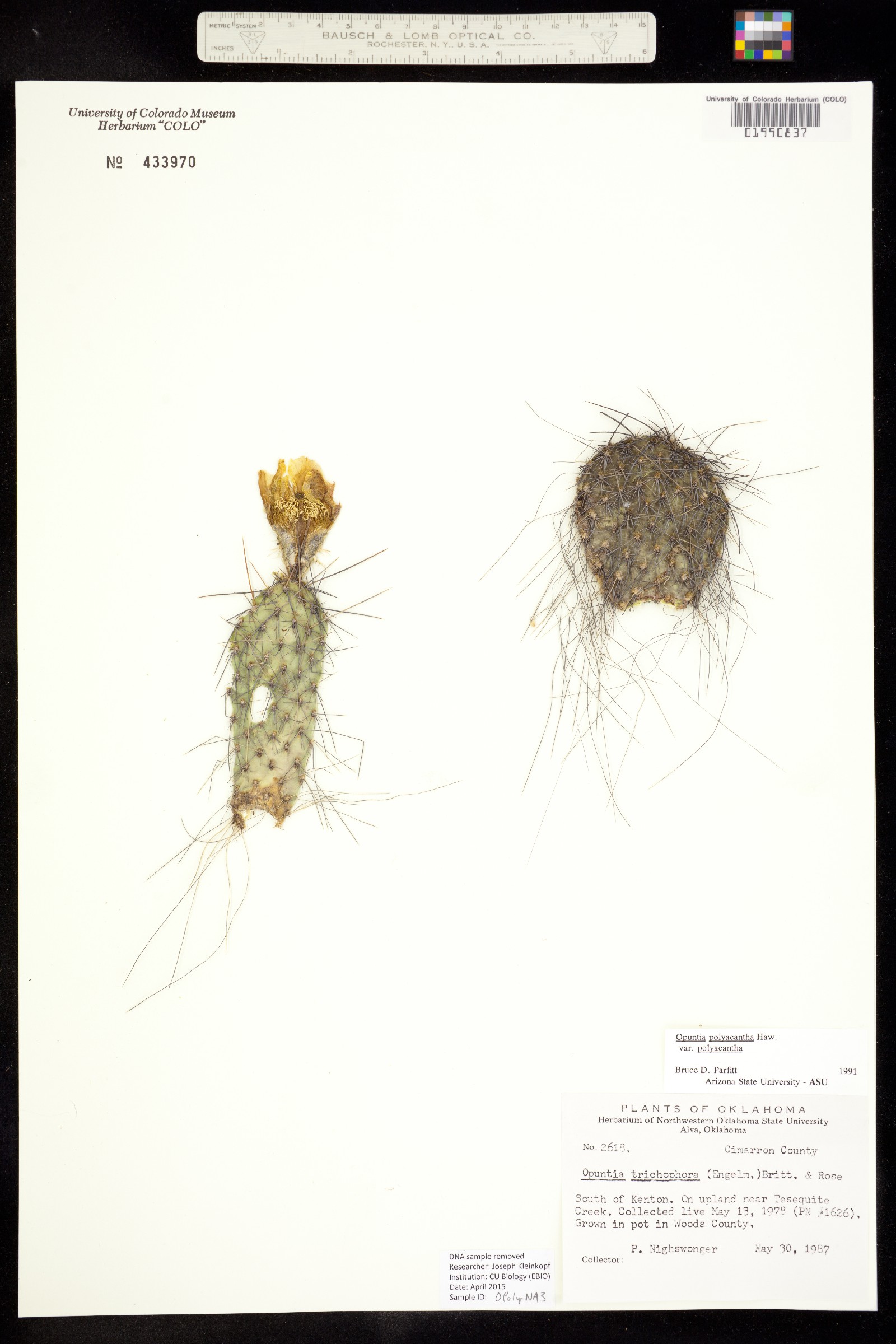 Opuntia image