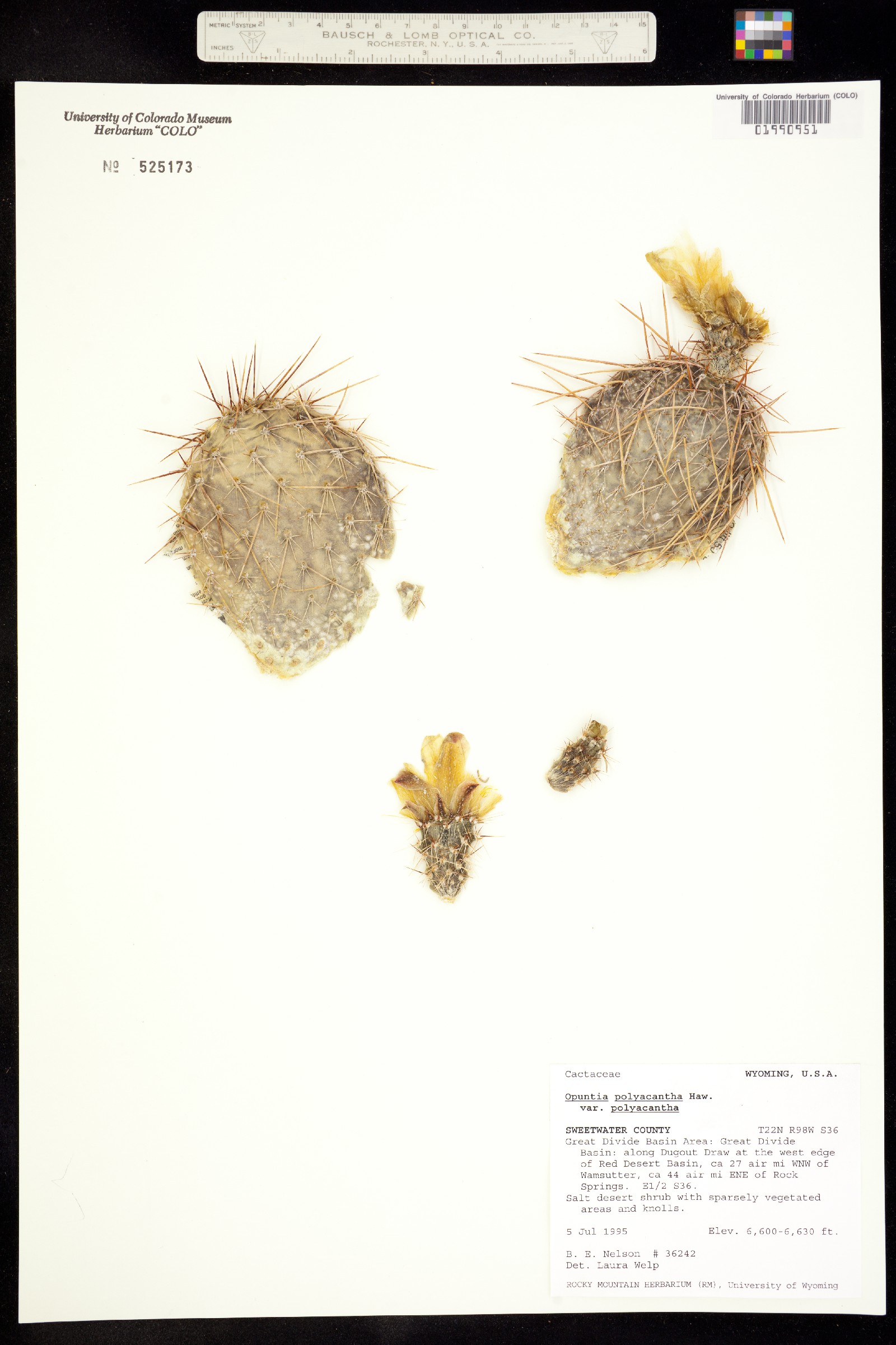 Opuntia polyacantha var. polyacantha image