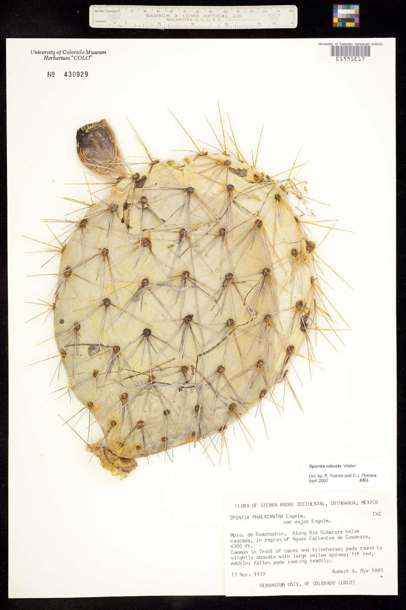 Opuntia robusta image