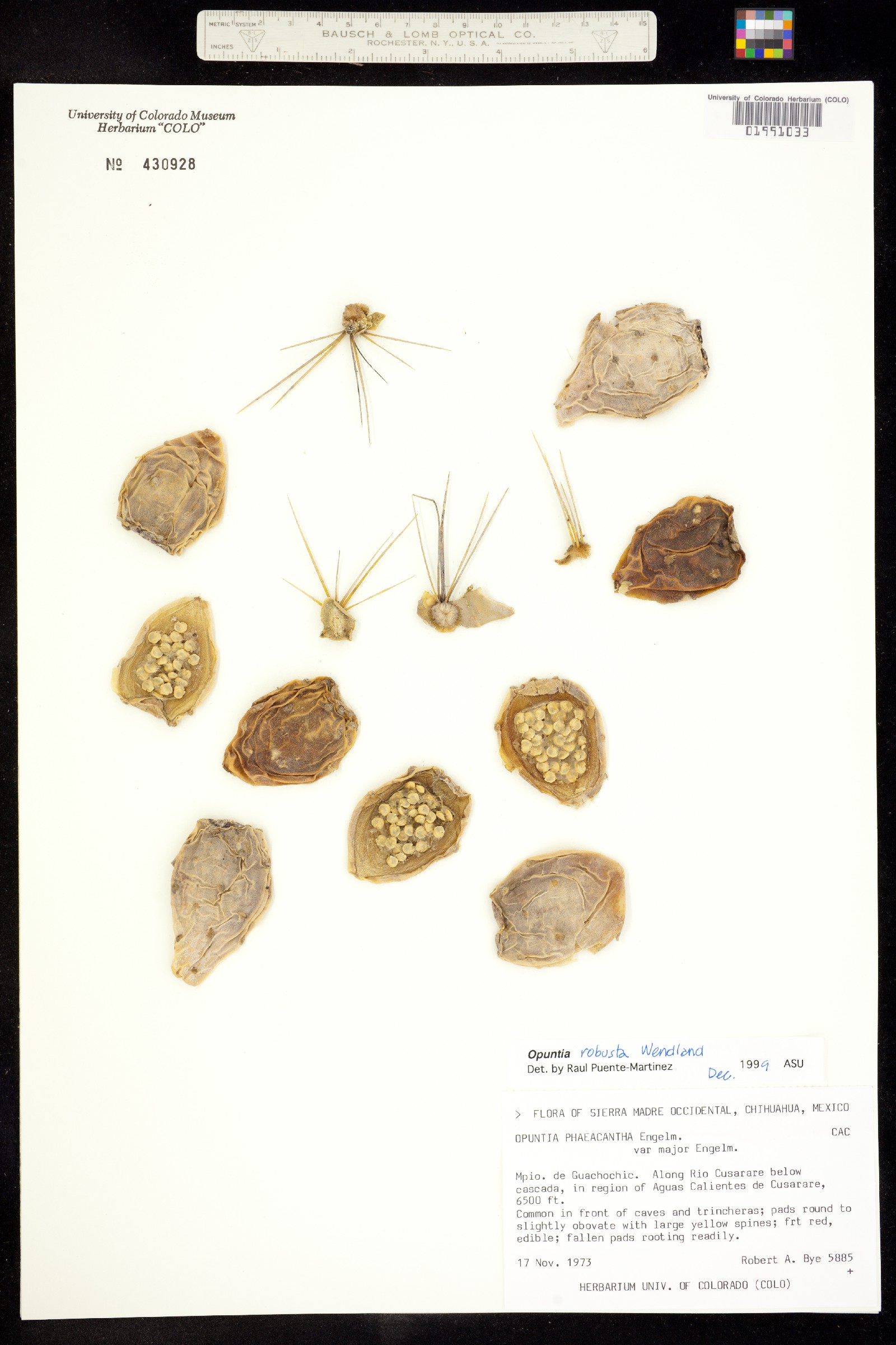 Opuntia image