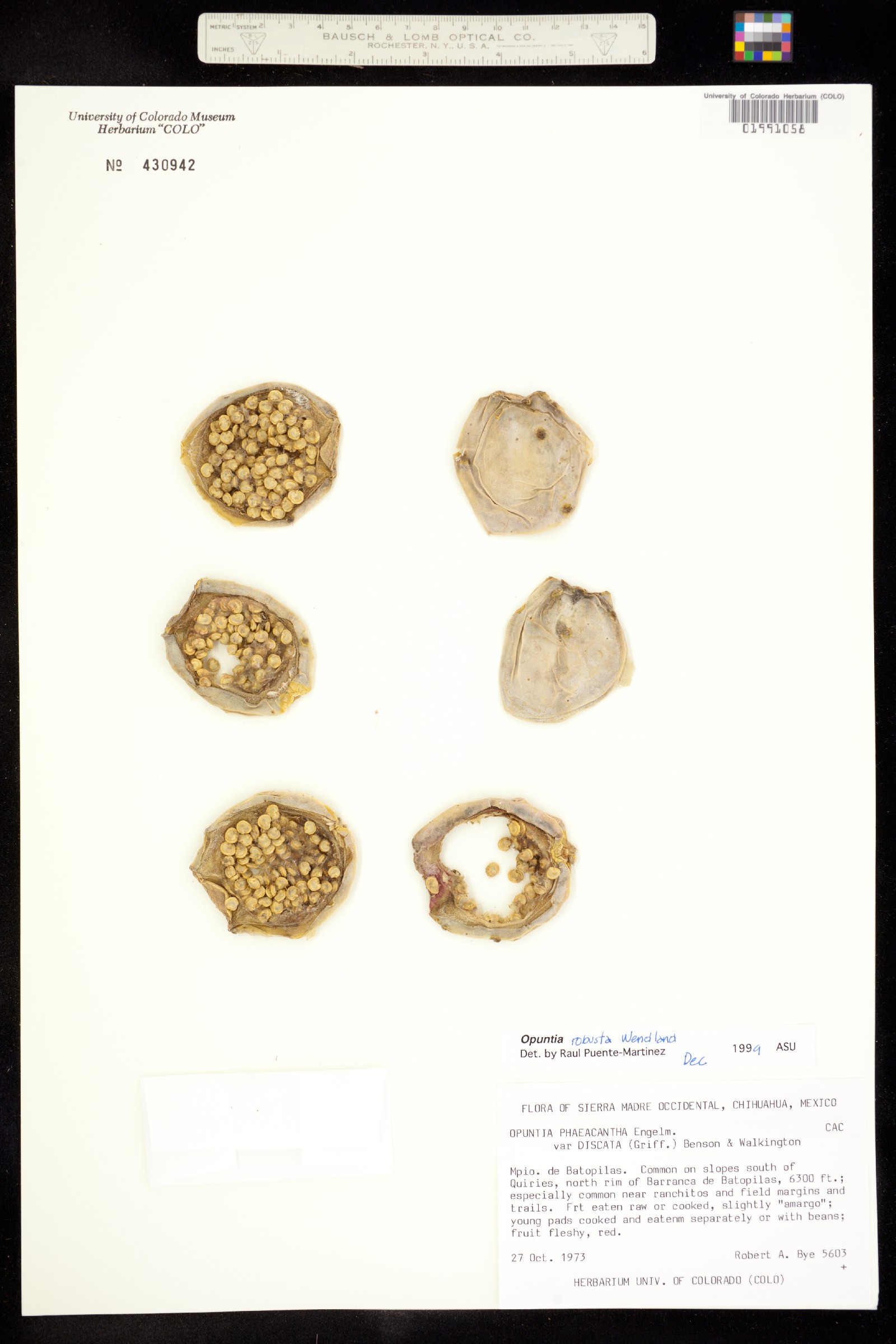 Opuntia robusta image