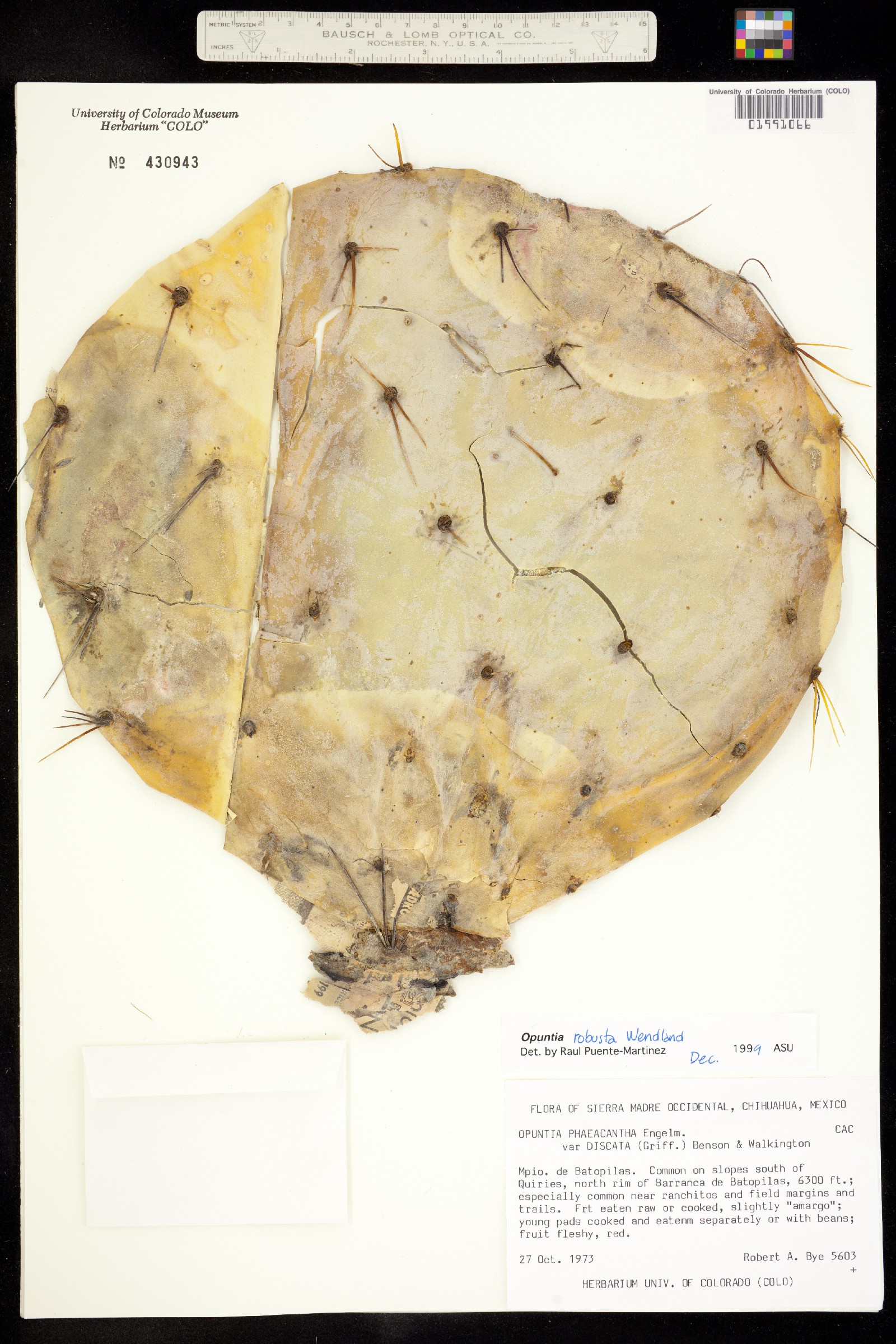 Opuntia robusta image