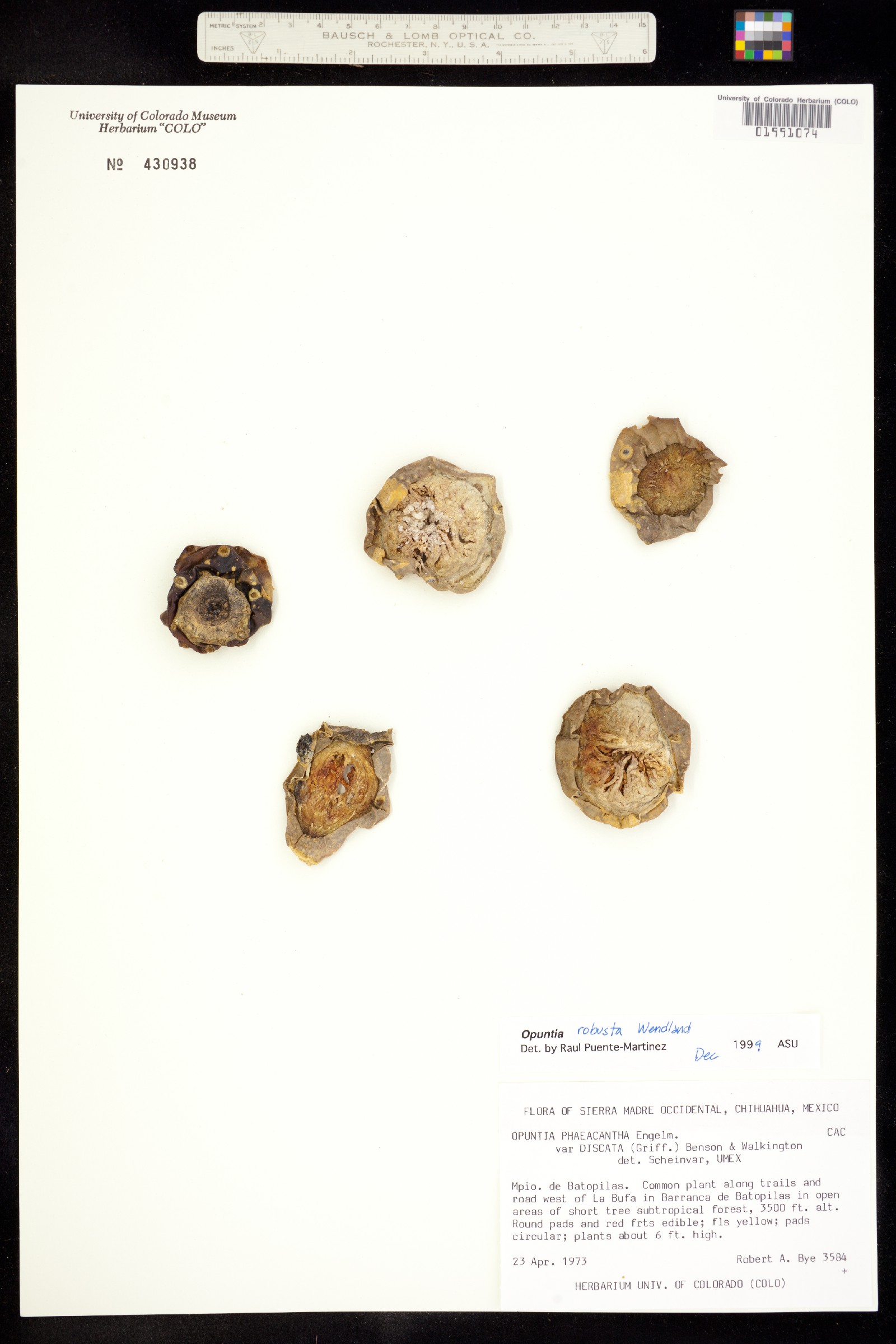 Opuntia robusta image