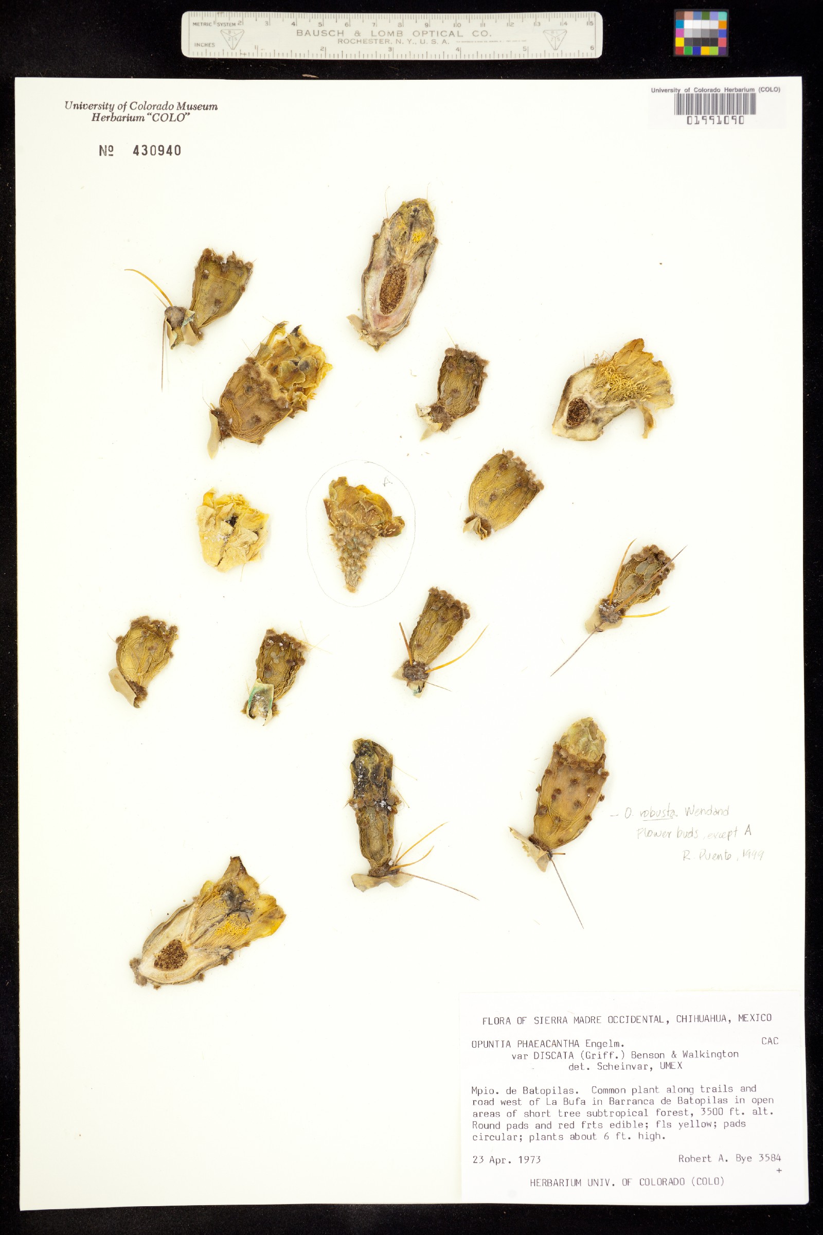 Opuntia robusta image