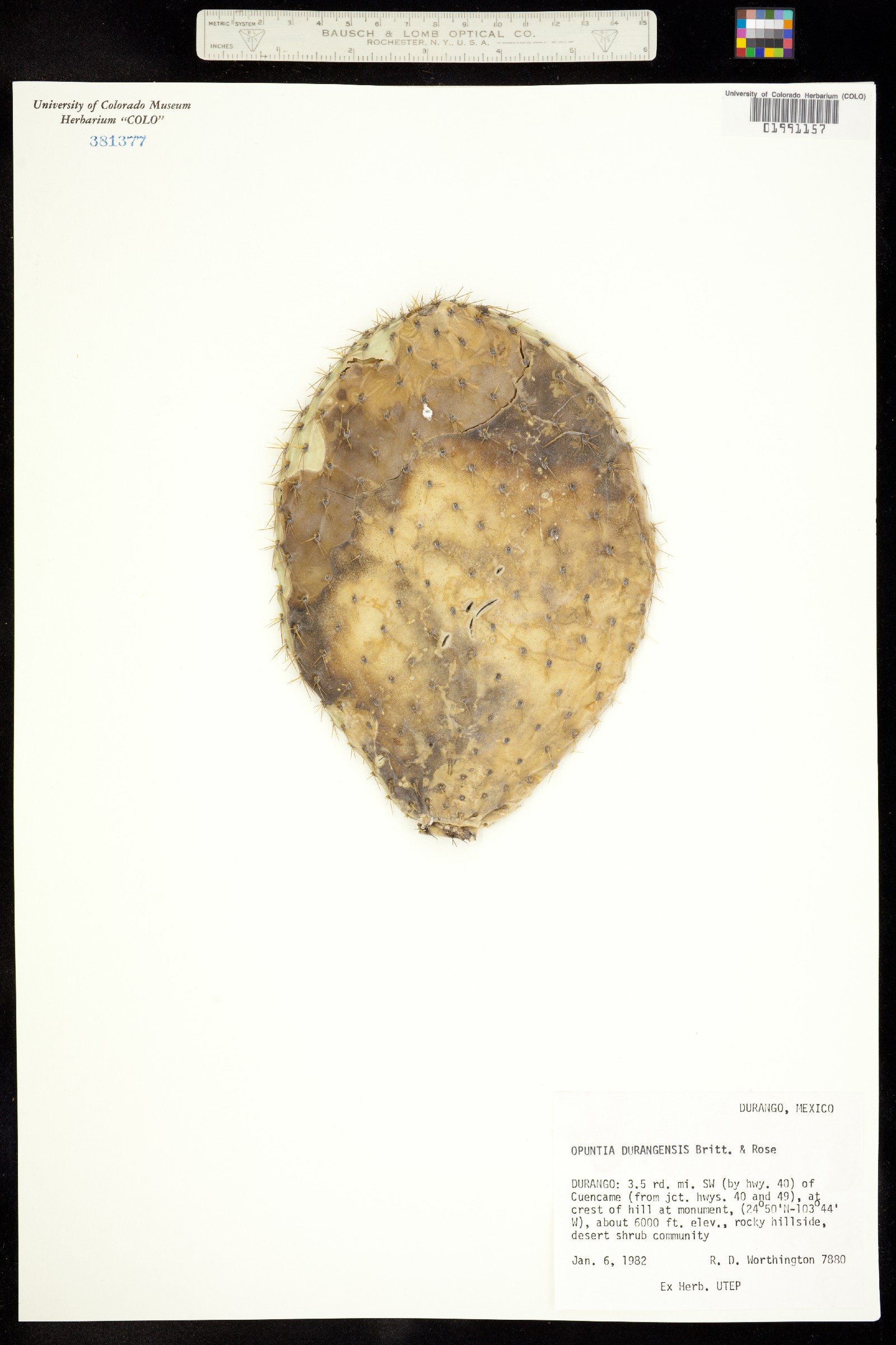 Opuntia leucotricha image