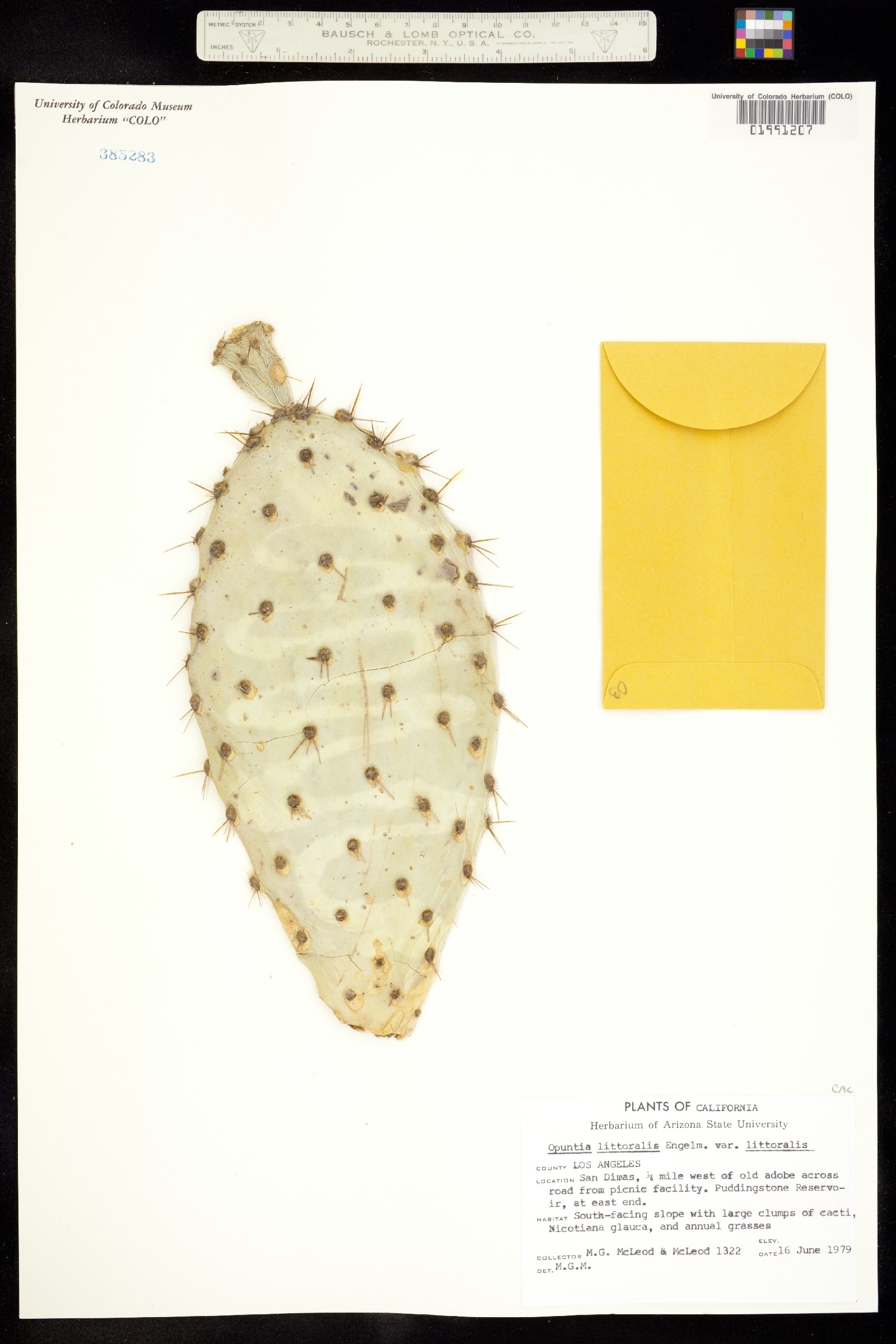 Opuntia littoralis image