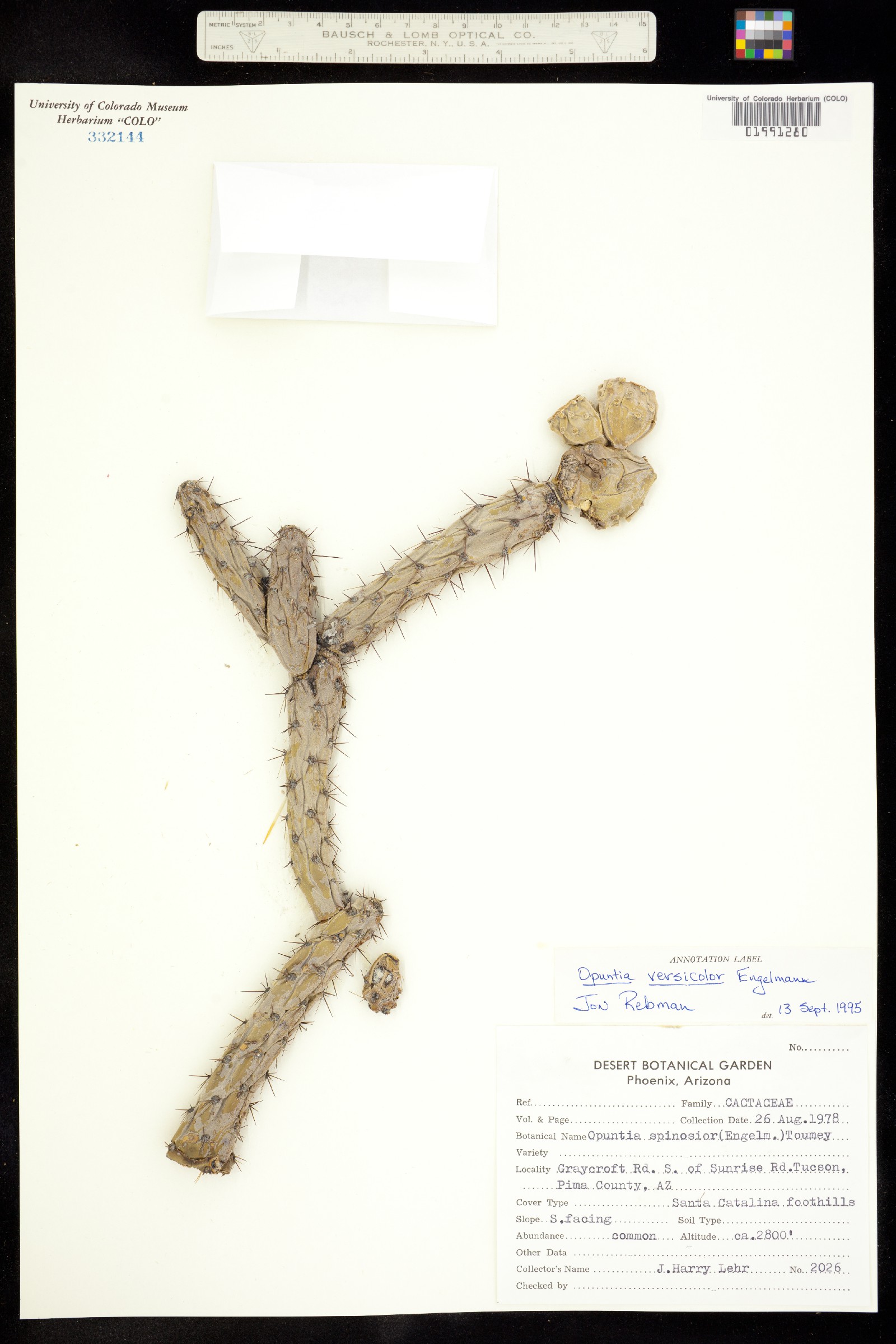 Cylindropuntia versicolor image