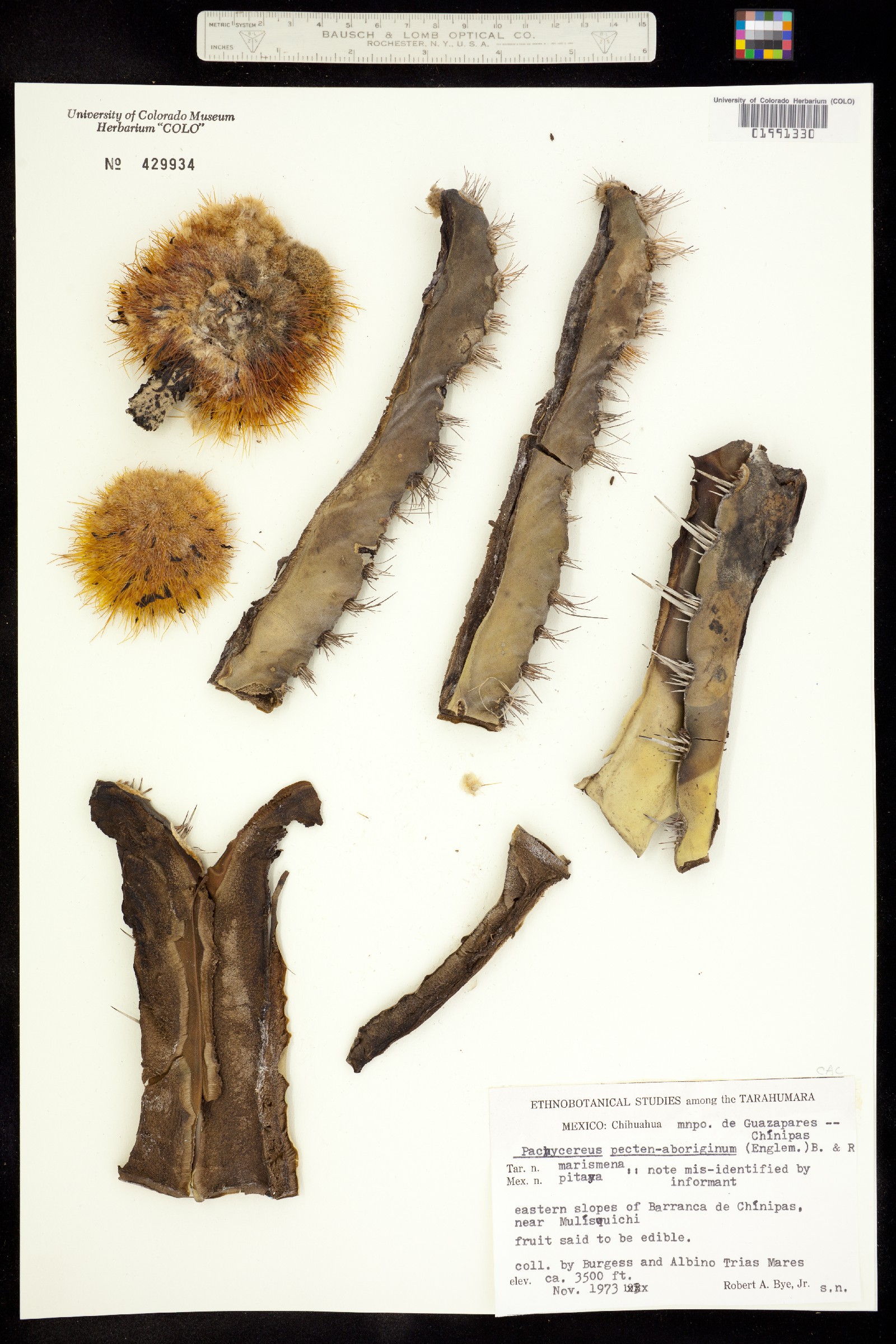 Pachycereus image