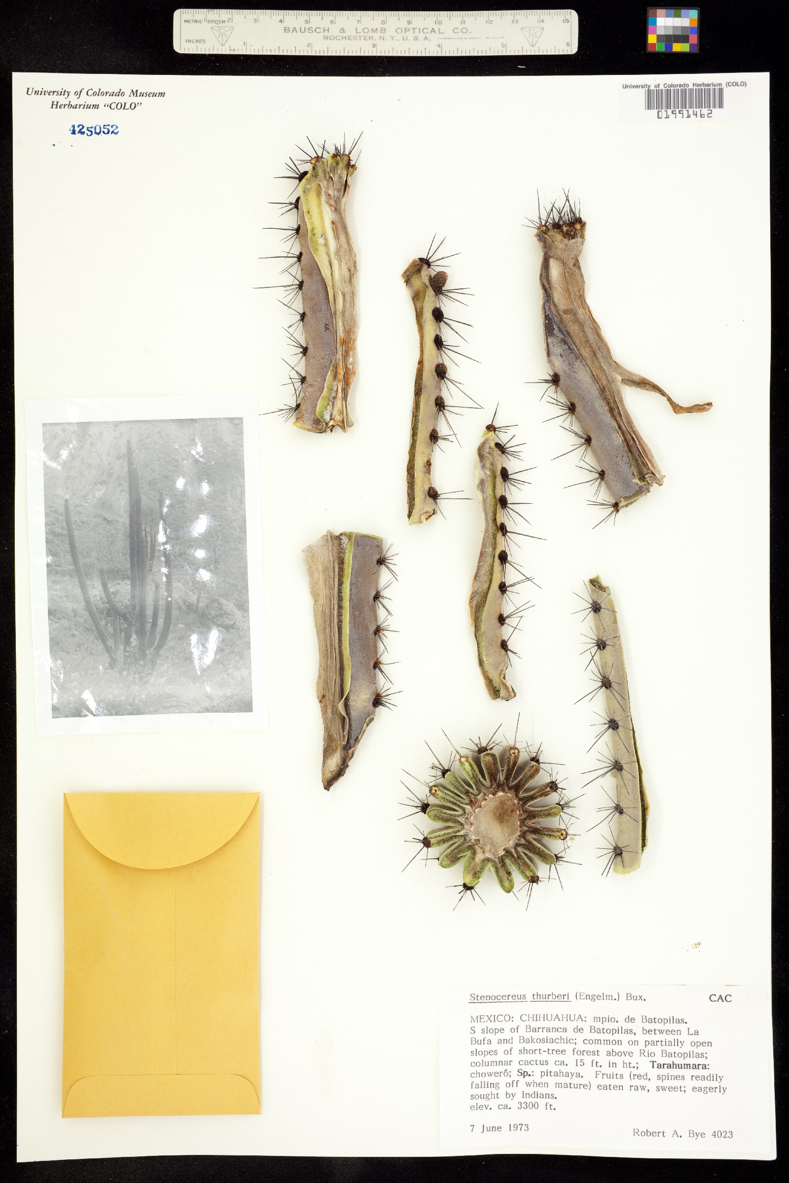 Stenocereus thurberi image