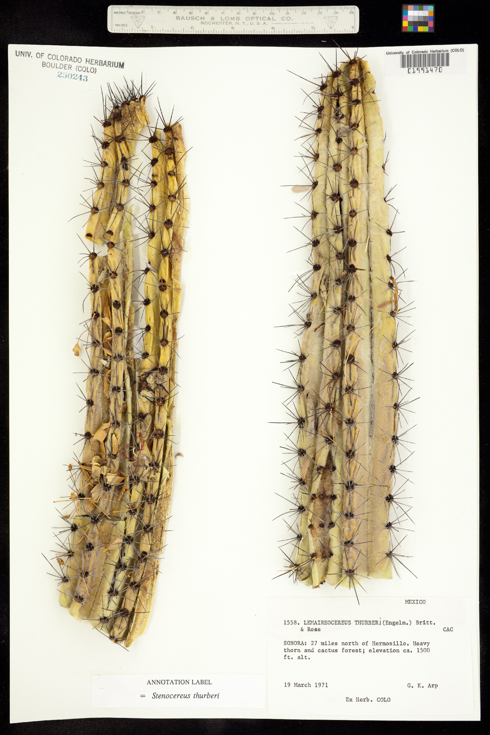 Stenocereus image