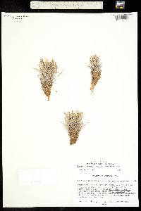 Image of Sclerocactus papyracanthus