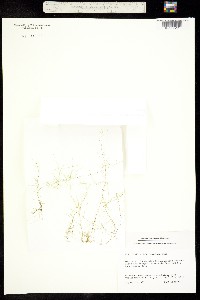 Callitriche hamulata image