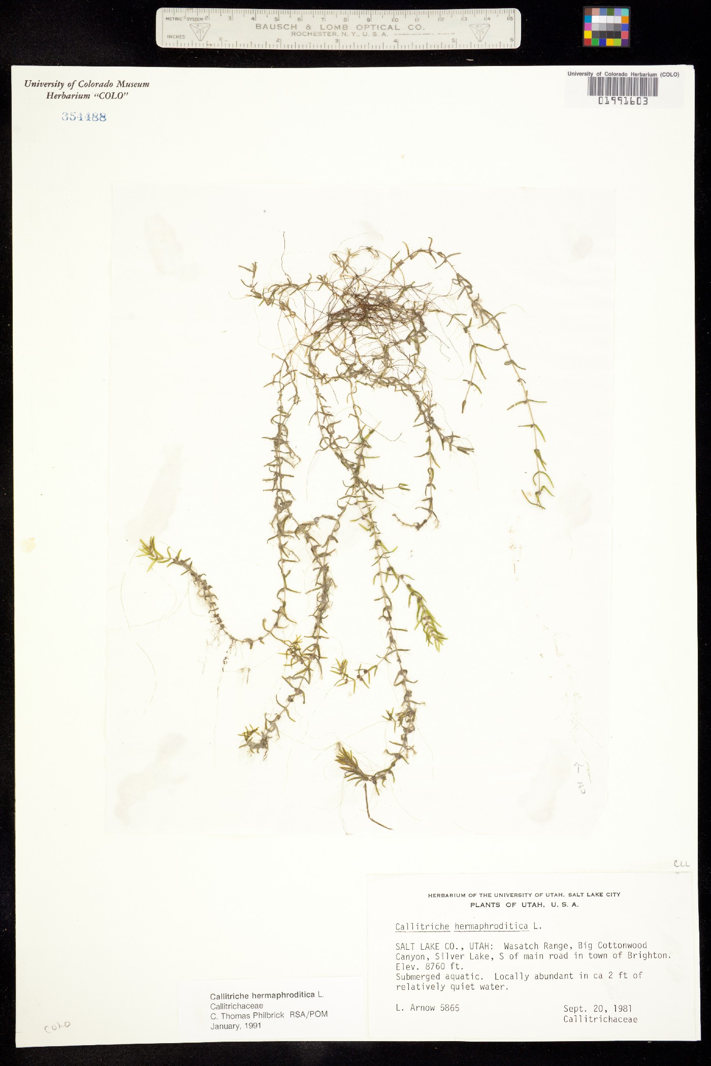 Callitriche hermaphroditica image