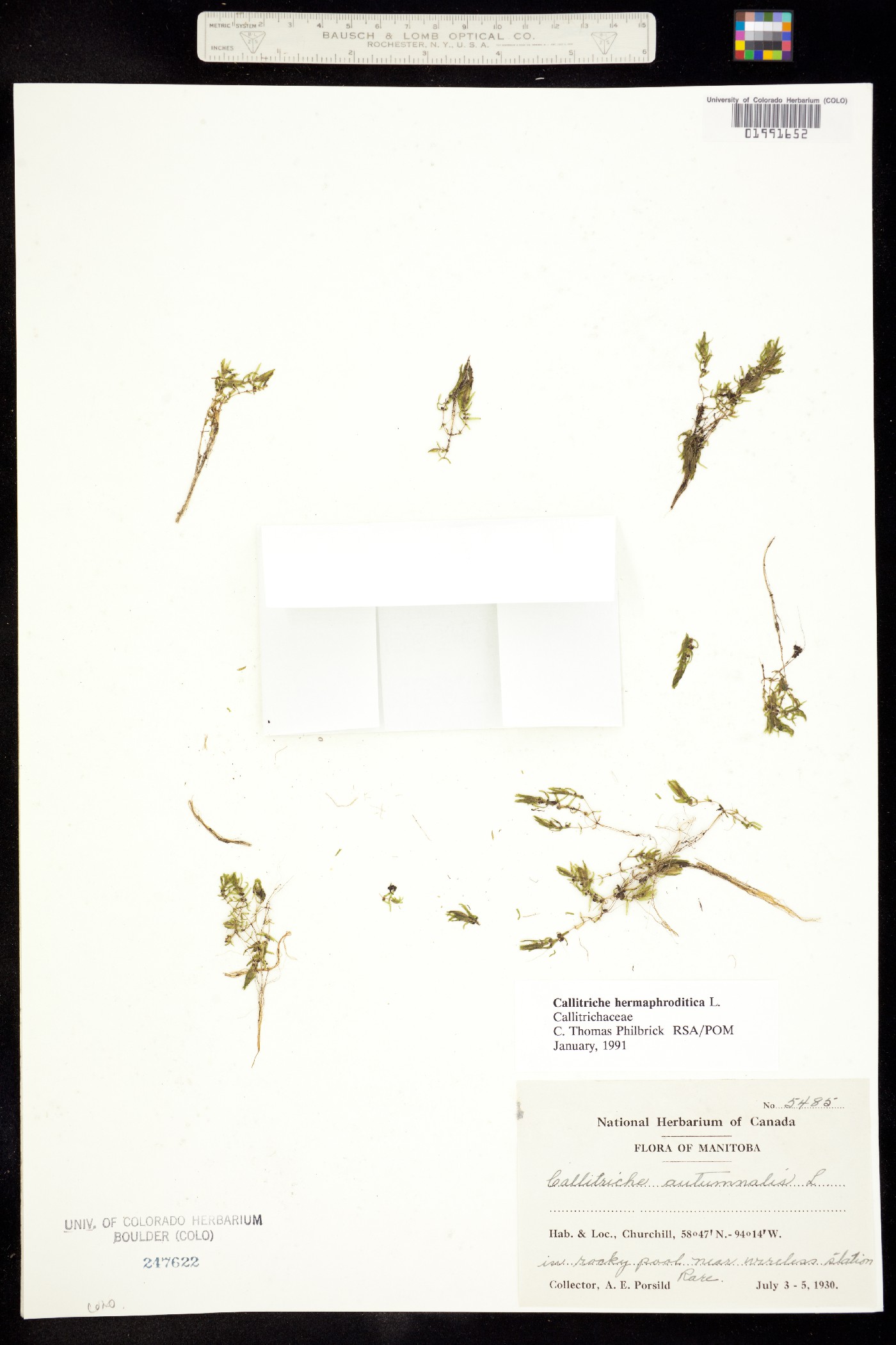 Callitrichaceae image