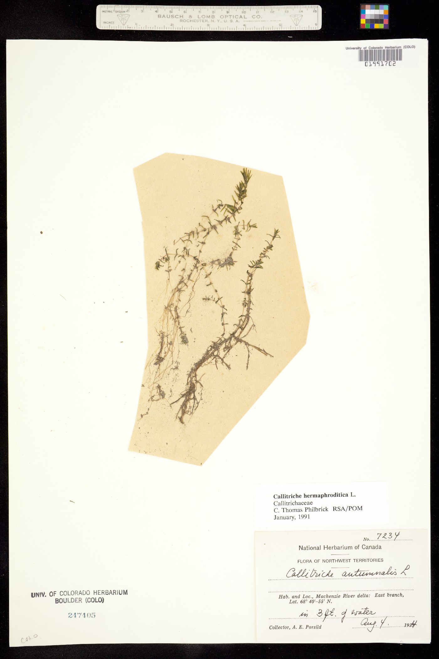 Callitriche hermaphroditica image