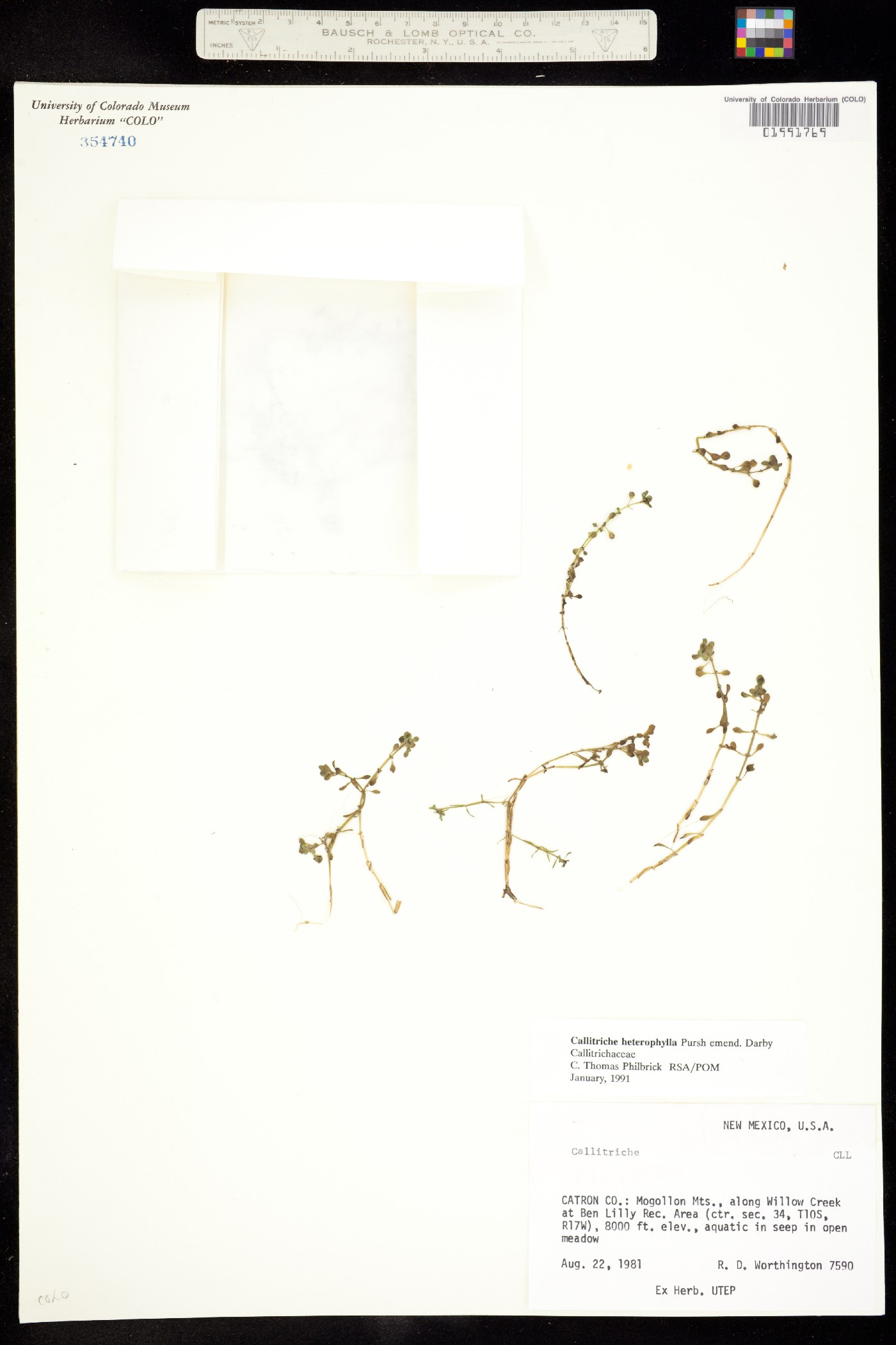 Callitriche heterophylla image