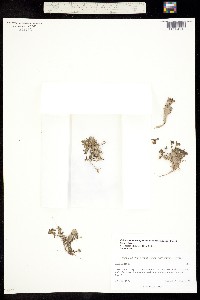Callitriche heterophylla subsp. bolanderi image