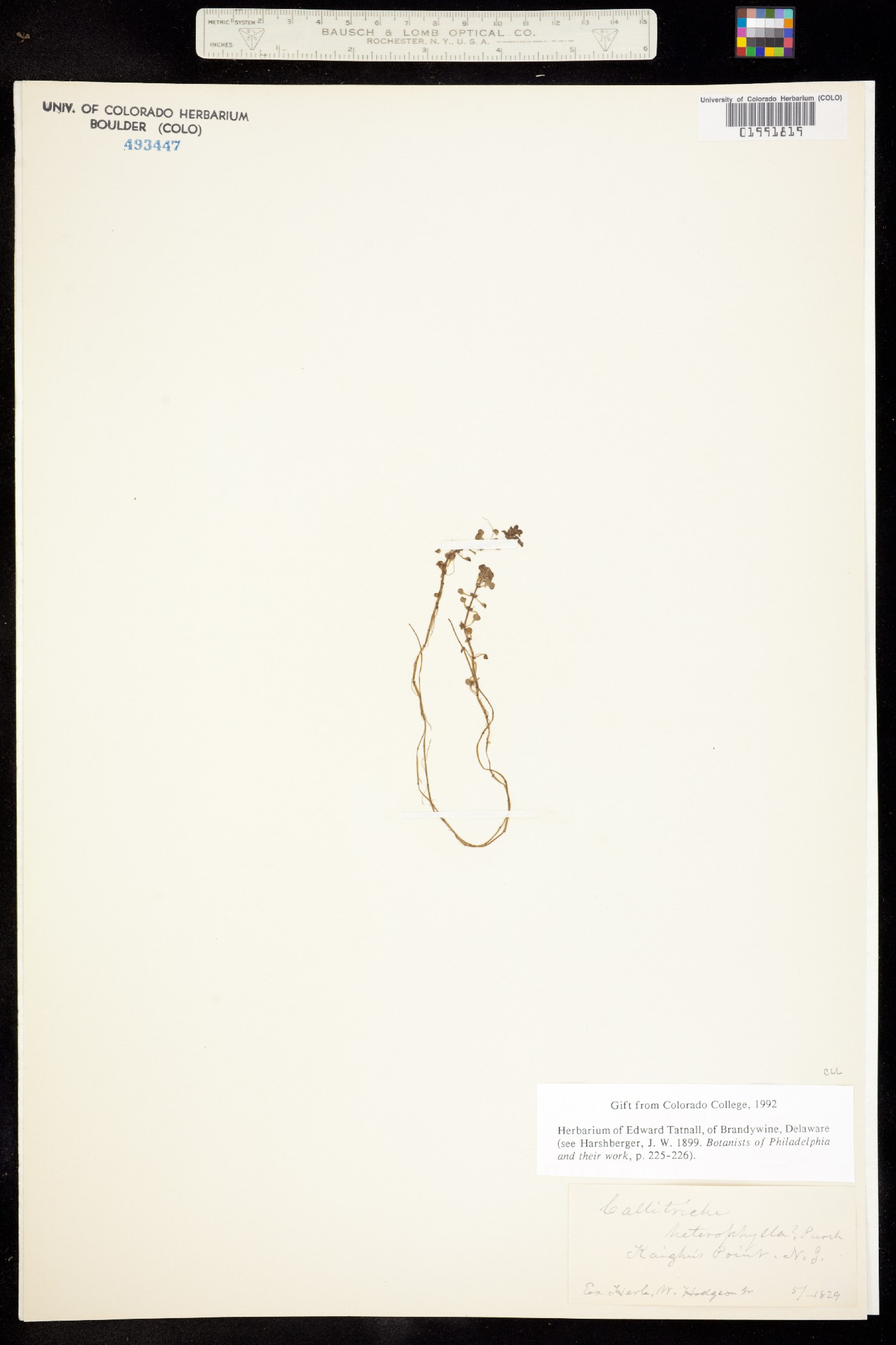 Callitriche heterophylla image