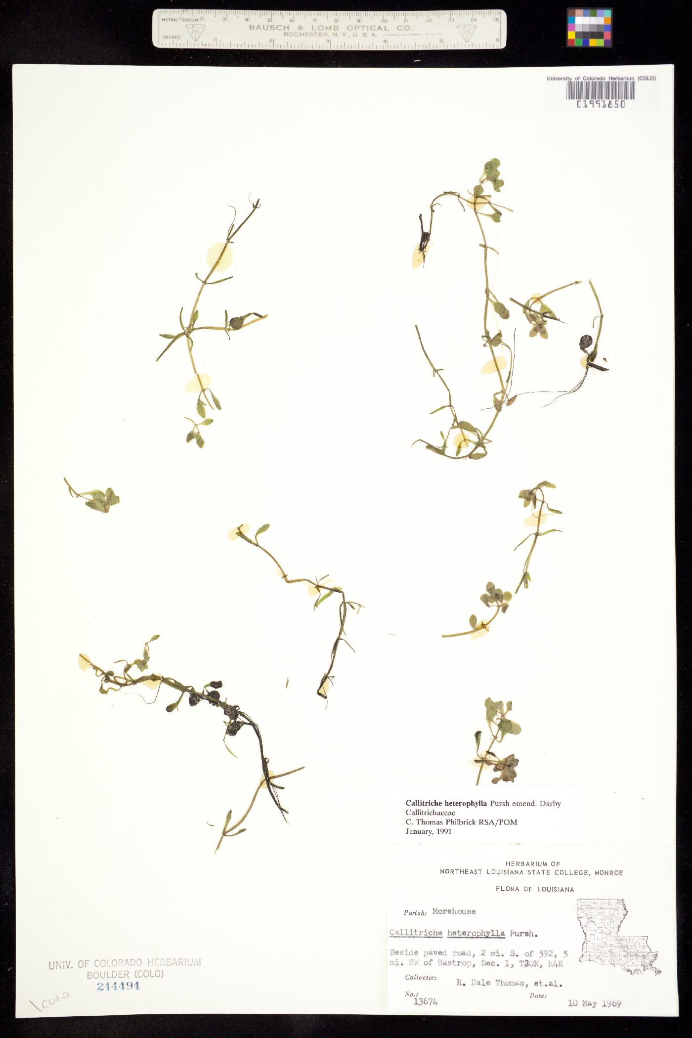 Callitriche heterophylla image