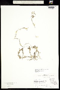 Callitriche heterophylla image