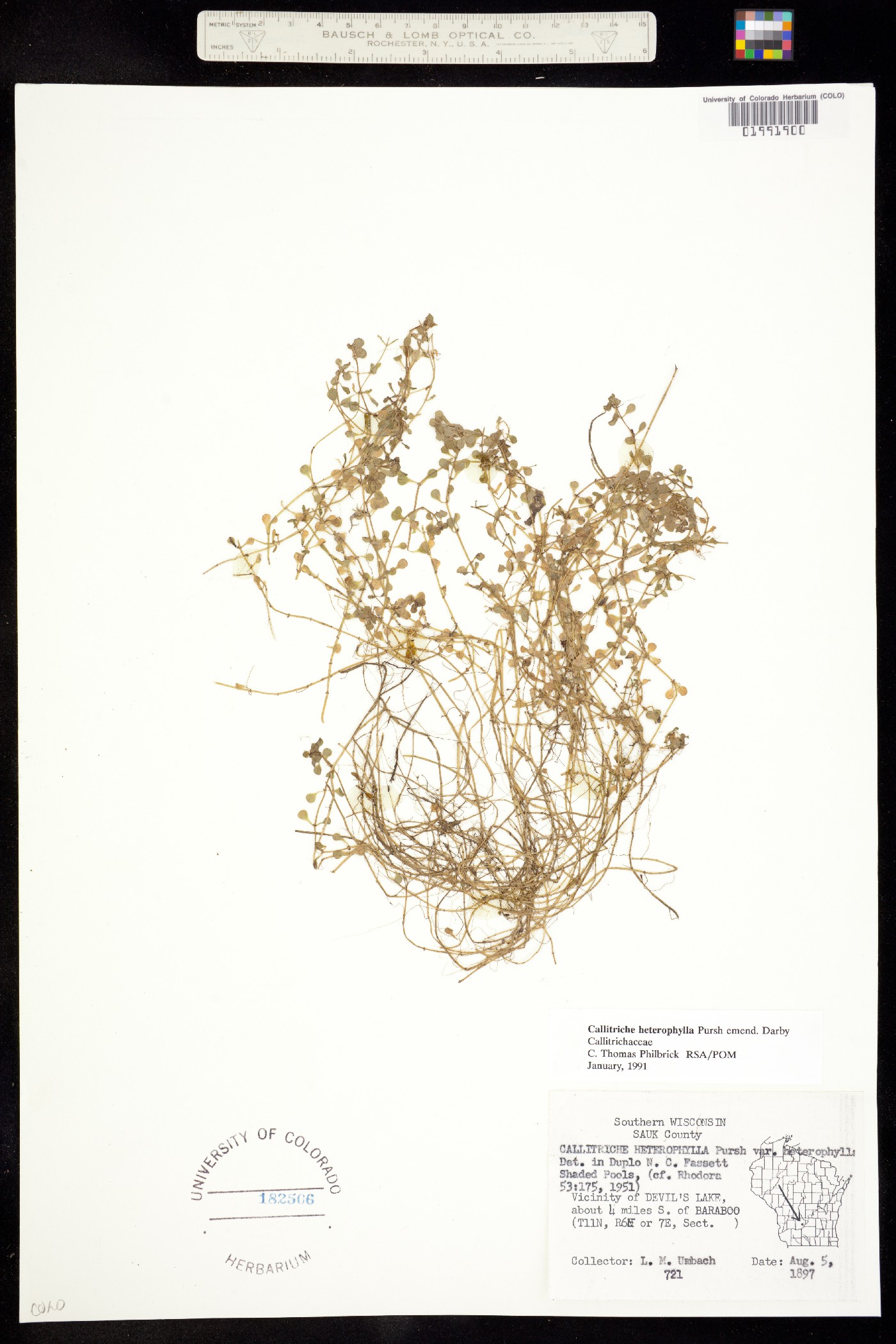 Callitriche heterophylla image