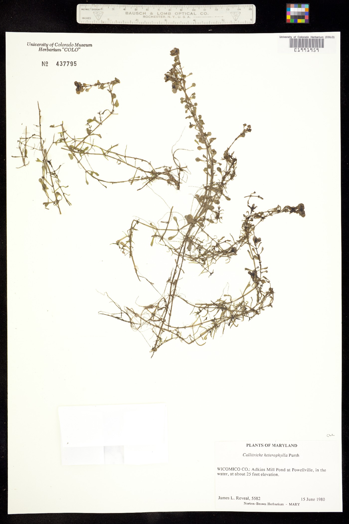 Callitriche heterophylla image