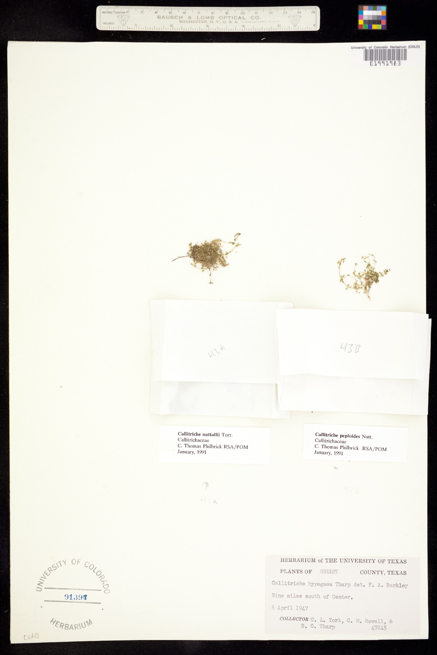 Callitriche pedunculosa image
